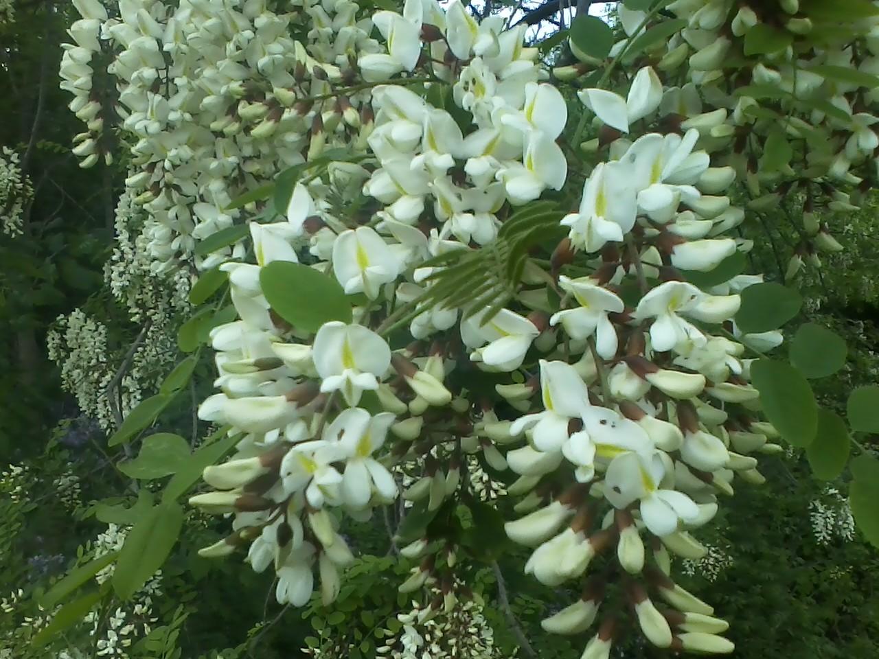 What is this tree with wonderfully scented flowers? Zone 5b/6a in M