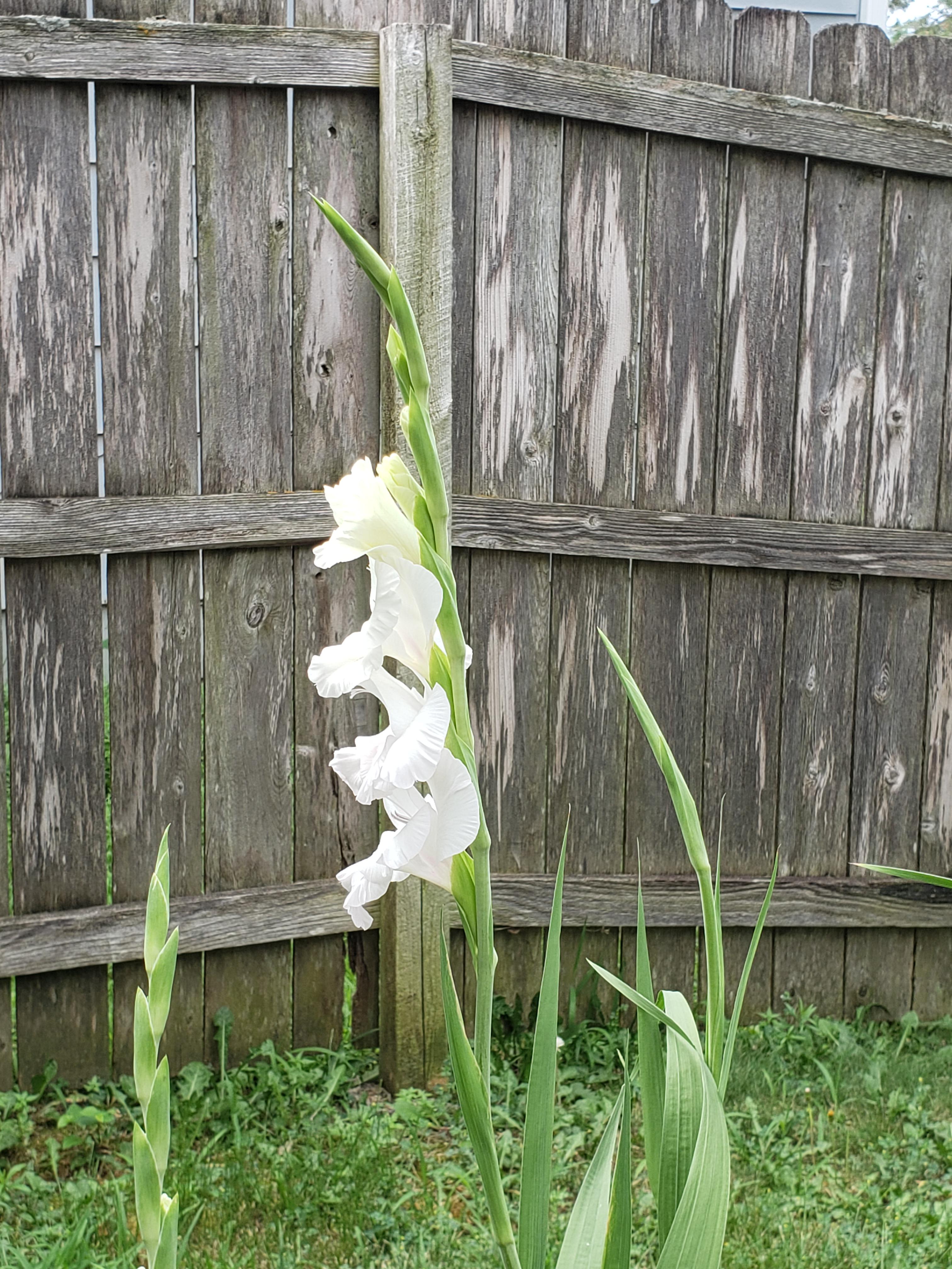 Bought a bag of gladiolus bulbs from Aldi earlier this summer and now