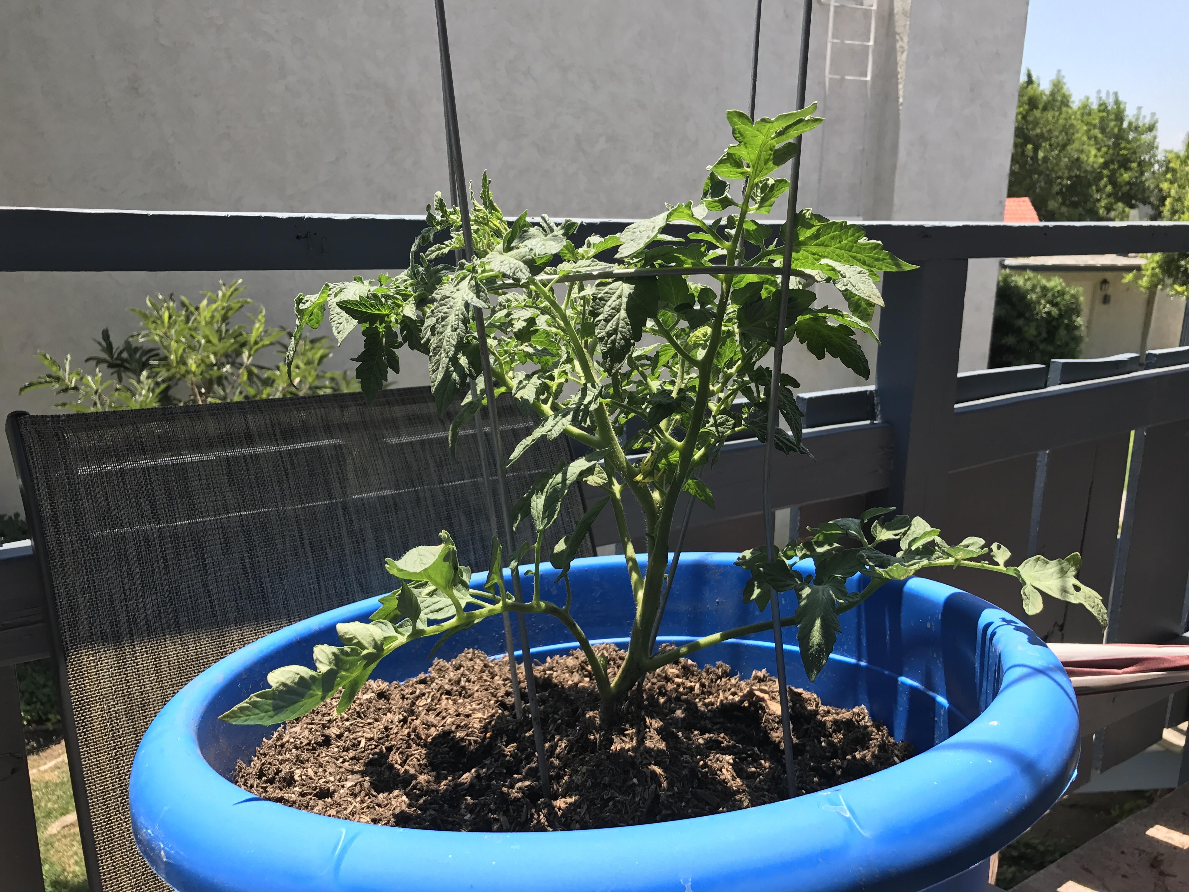 Should I pinch off the flowers? r/gardening