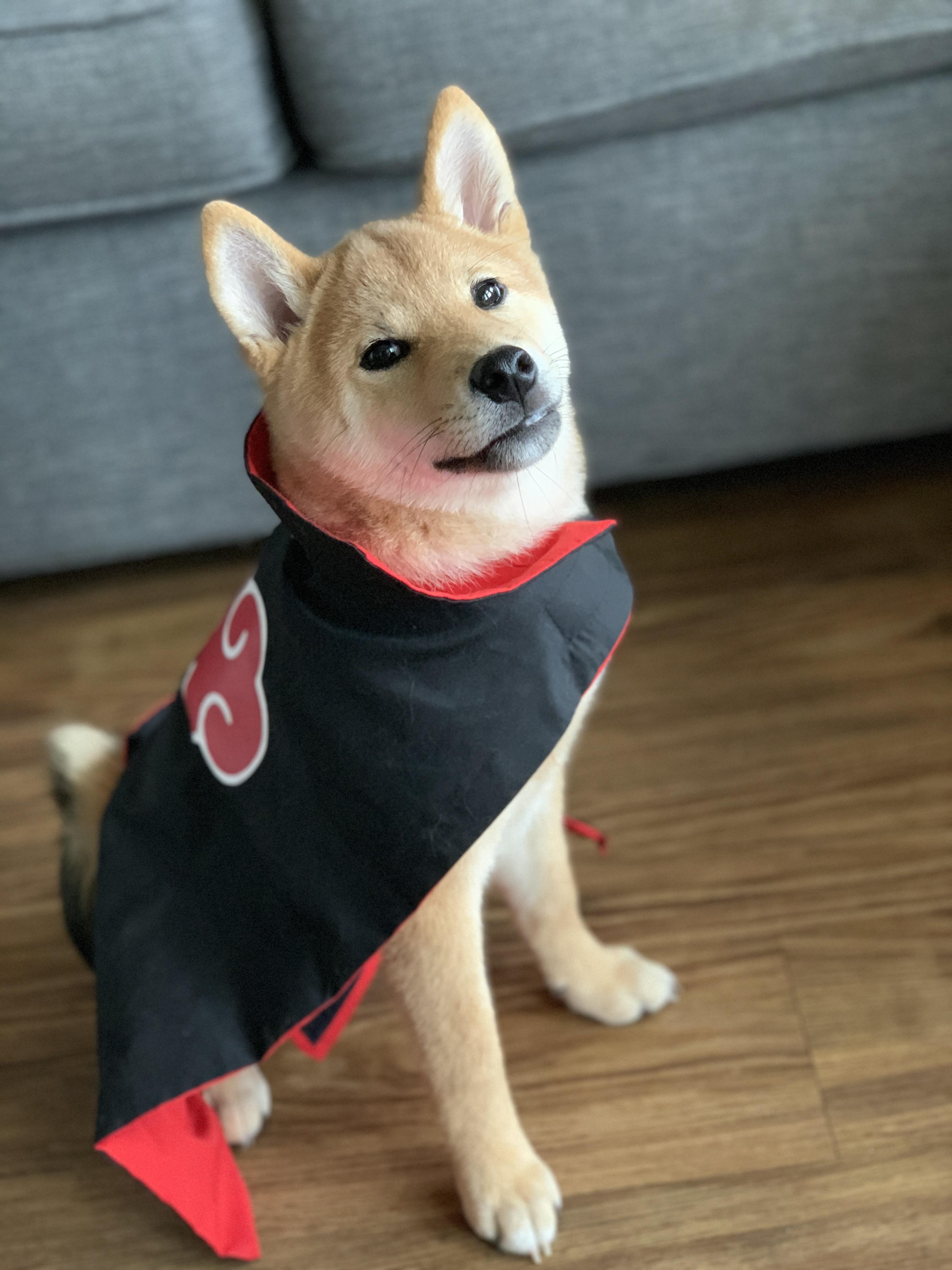 Akatsuki Shibnobi shiba