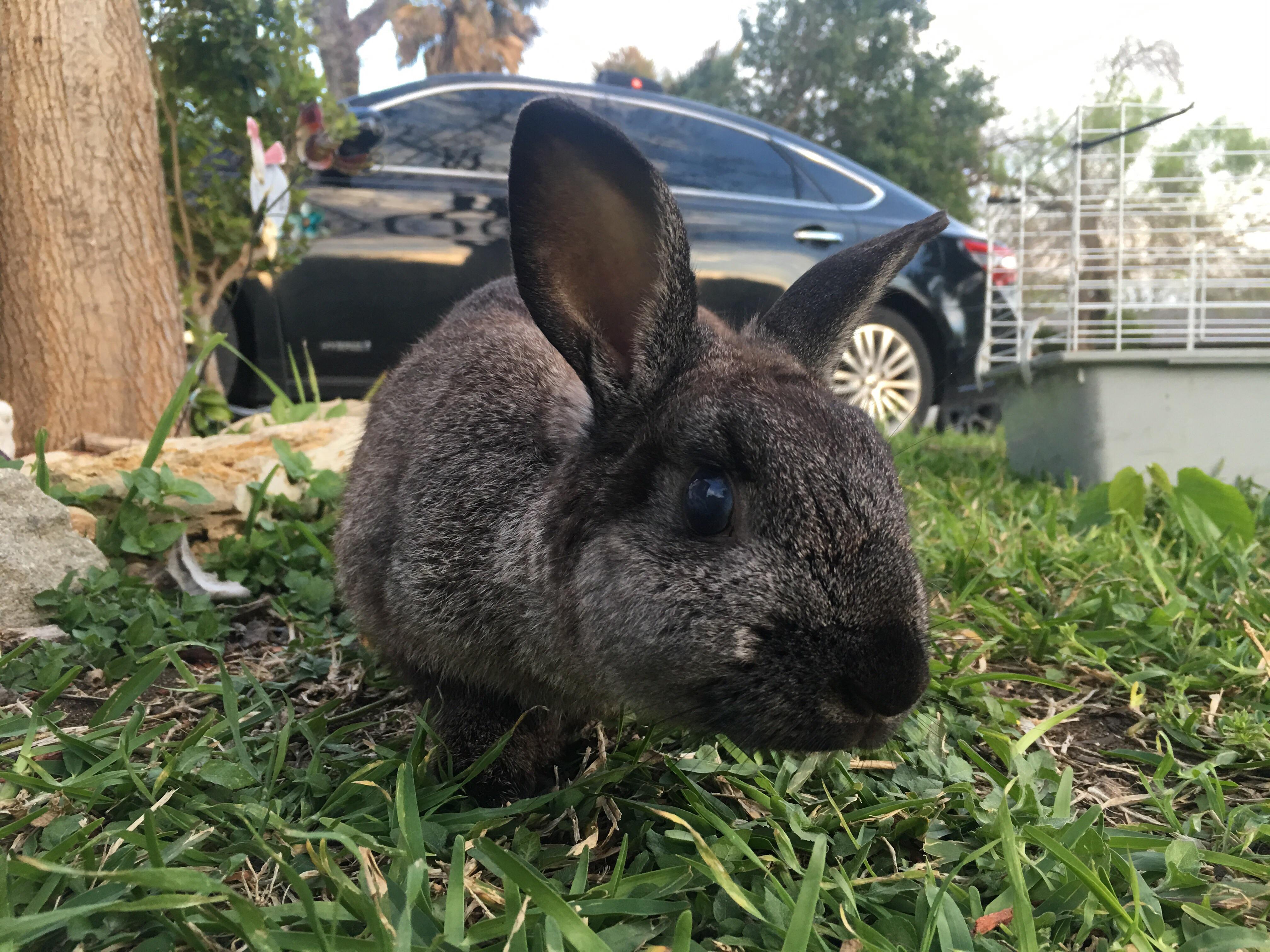 My little blind bunny, about to leap the three years milestone. r/Rabbits