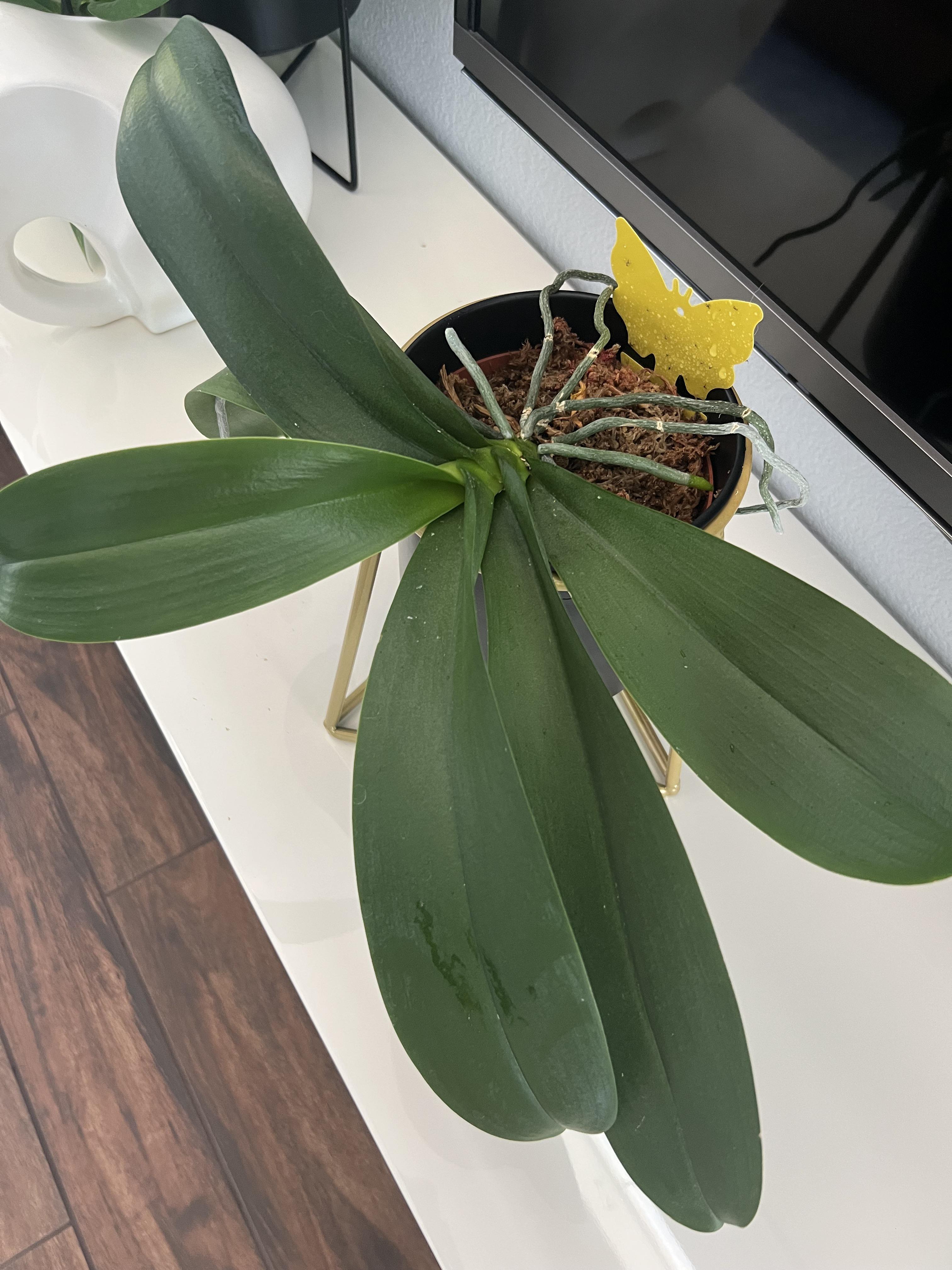 My orchid won’t spike? orchids