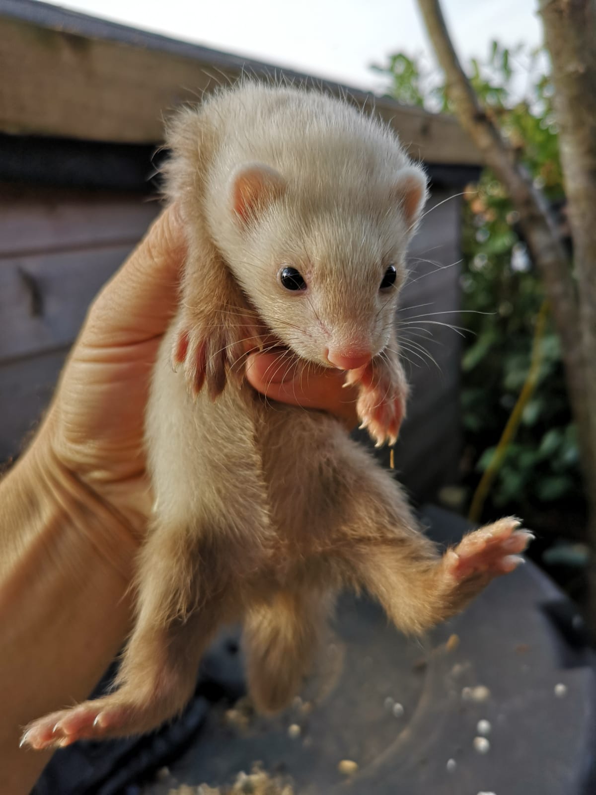 My ferret refuses to poo in litter tray without me putting her there