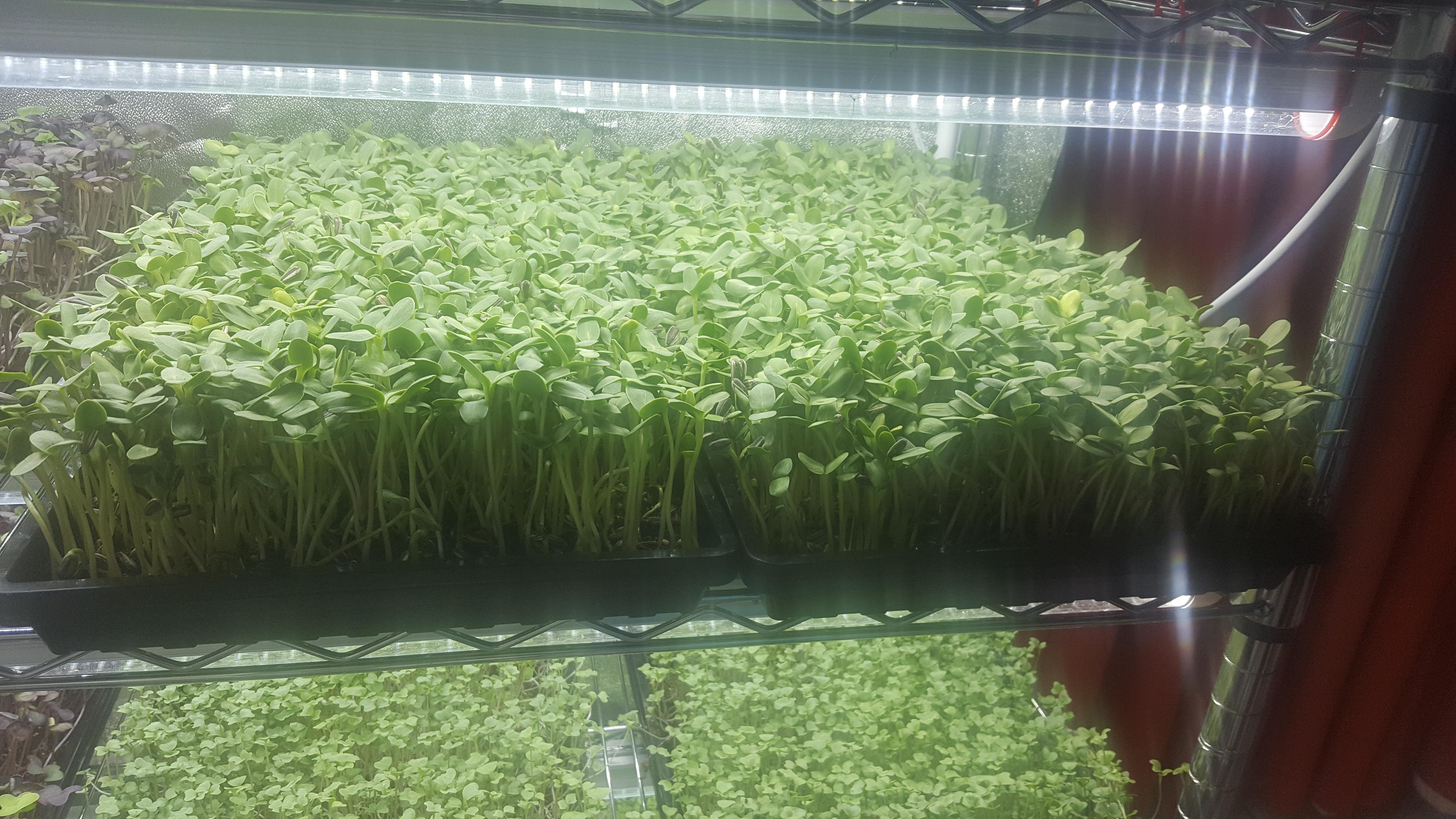 591 best r/microgreens images on Pholder It's funny because the most