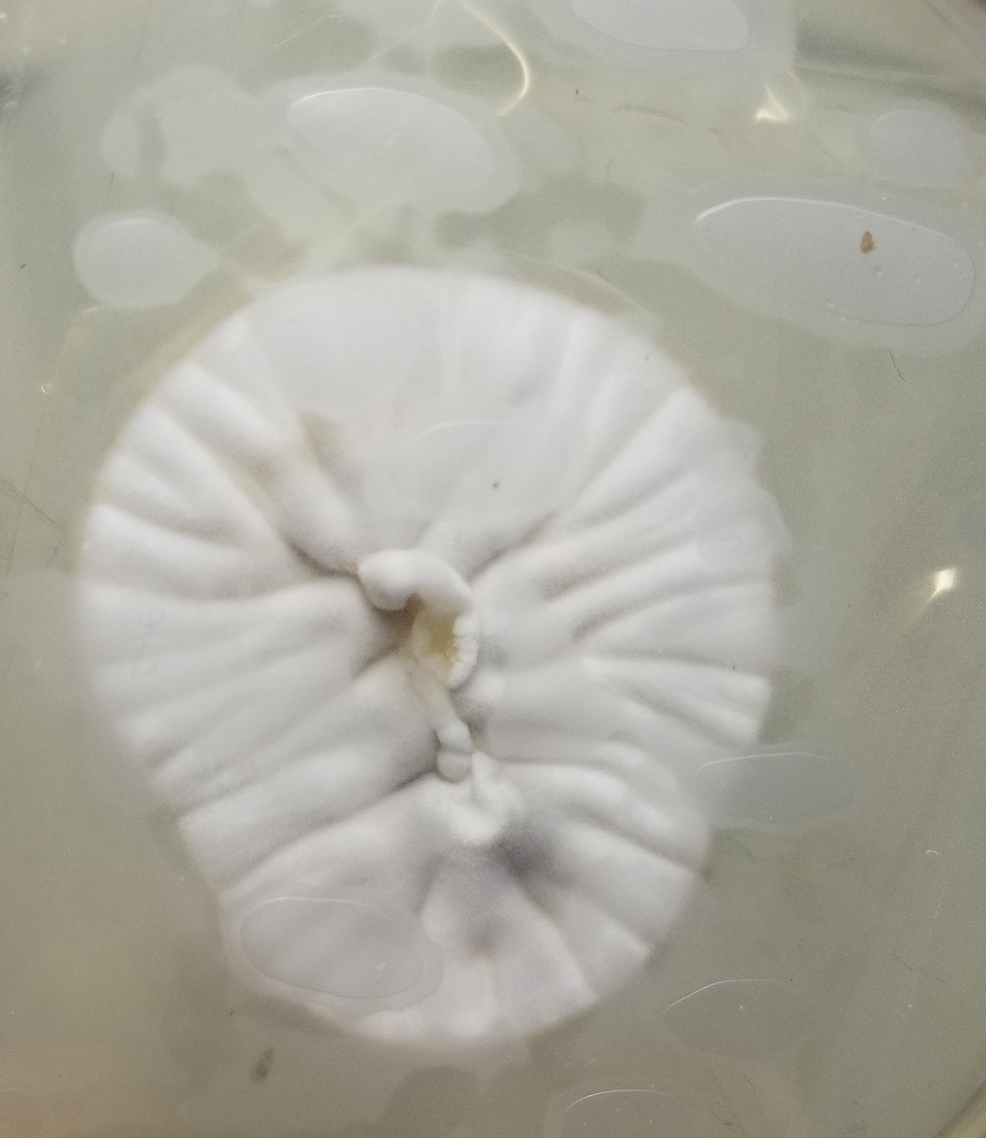 First attempt working with agar. P. cubensis r/shrooms