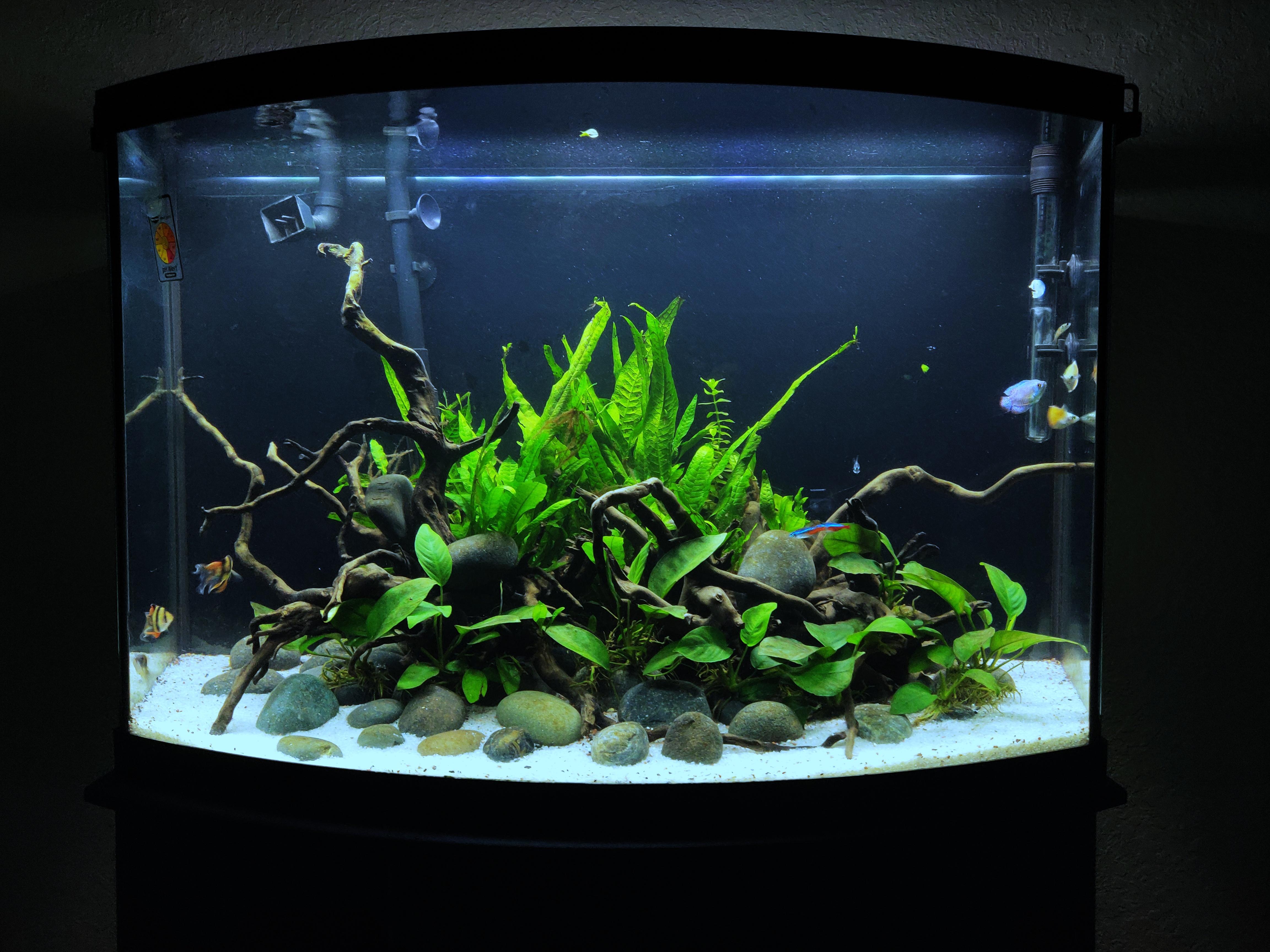 After a water change Aquariums