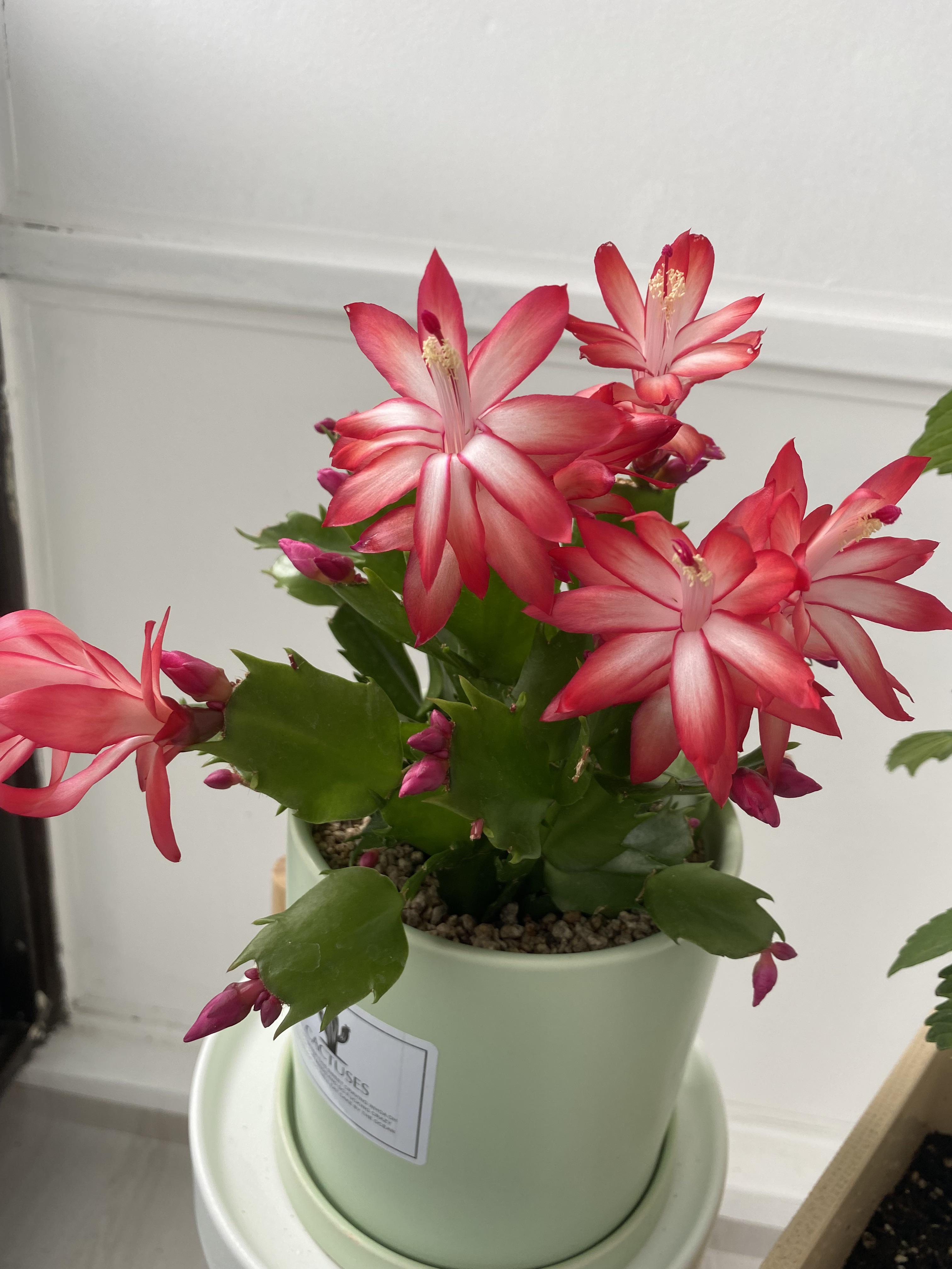 Plant In A Vase Sold At Walgreen Christmas 2022 Why Does My Thanksgiving Cactus Look So Dull? Is It Sick? : R/Plantclinic