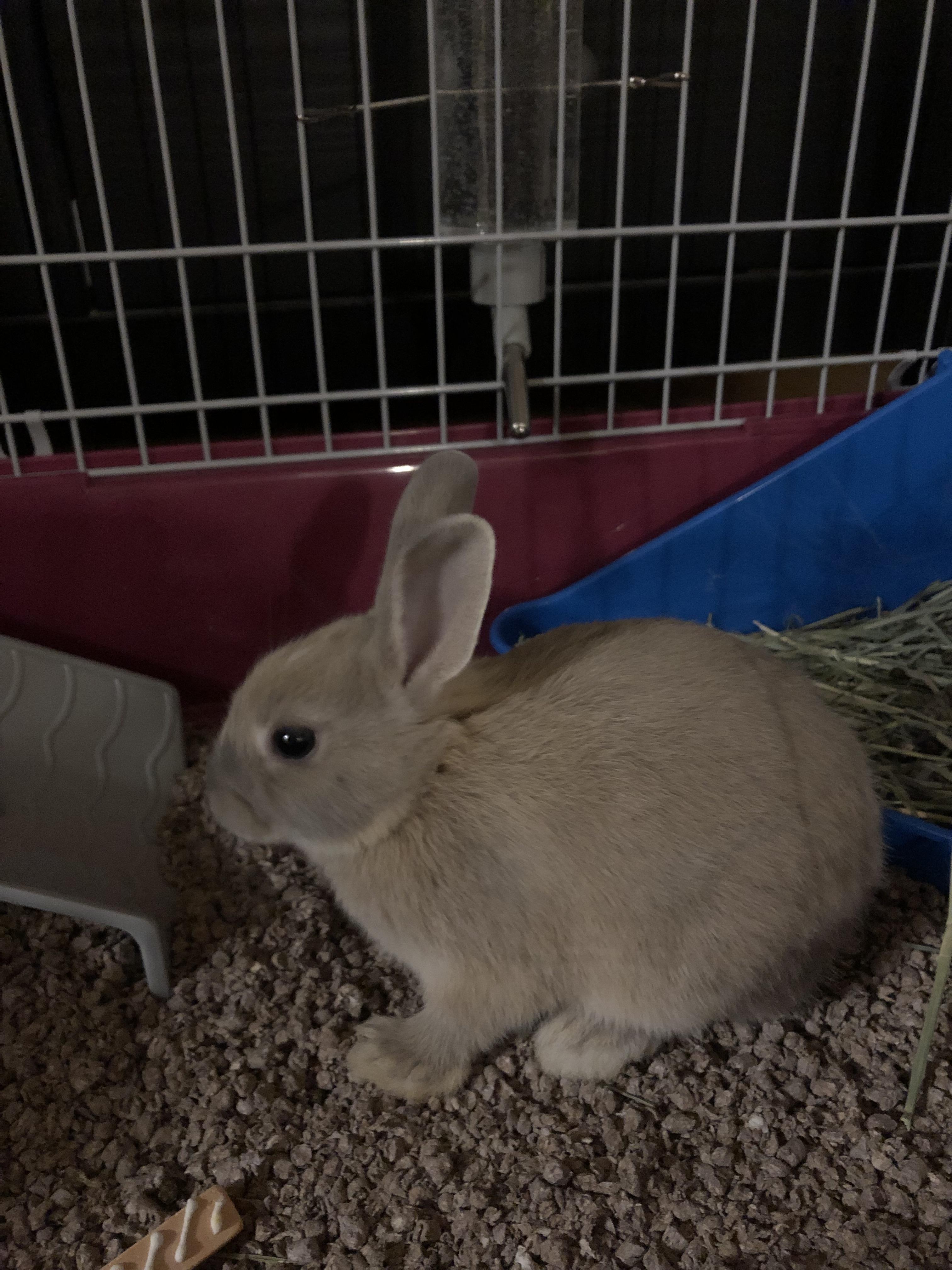 Just brought home my first bunny! Any tips for a new owner? r/Rabbits