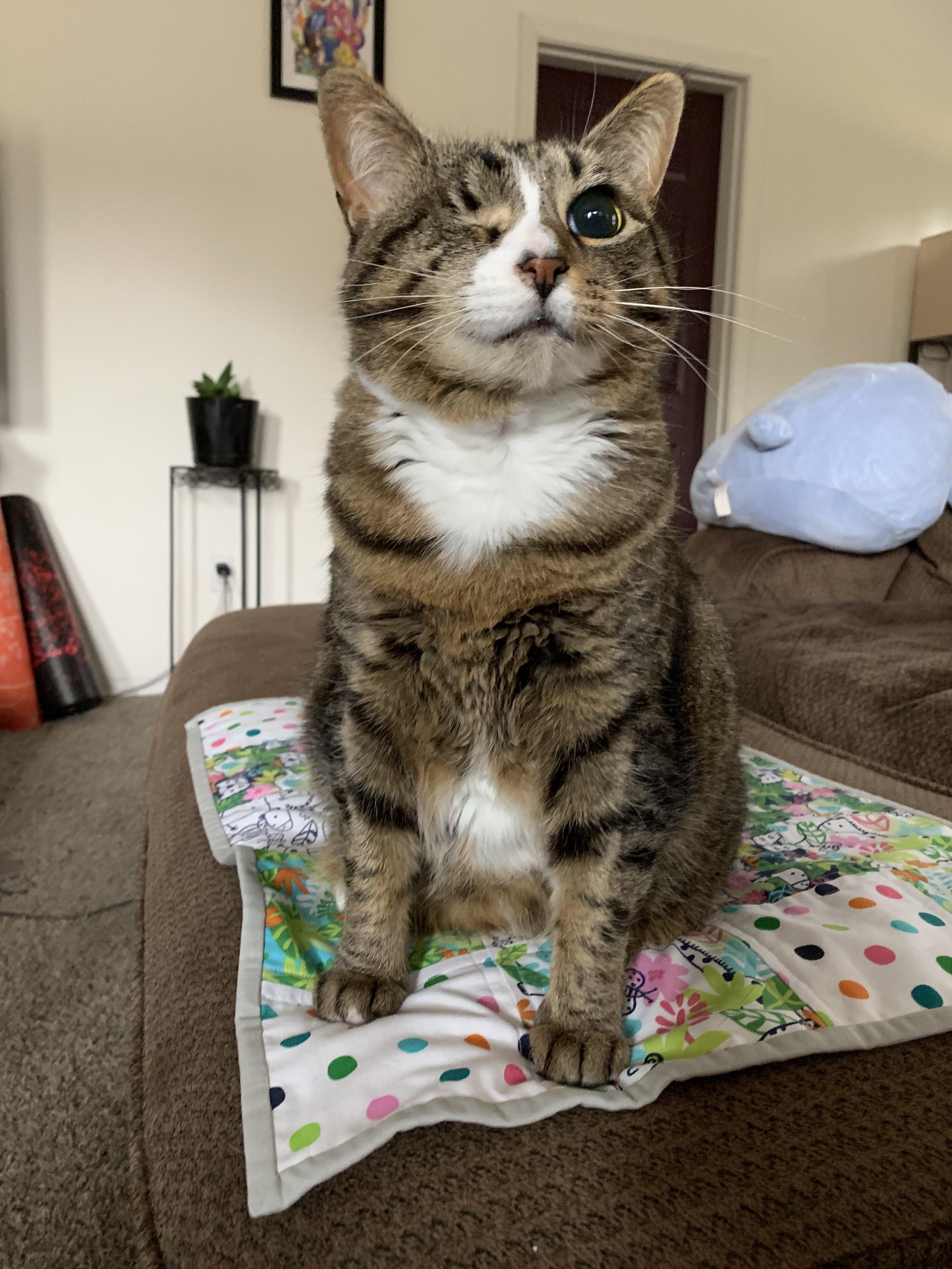 I’m considering getting a Litter Robot for my two cats and I’m