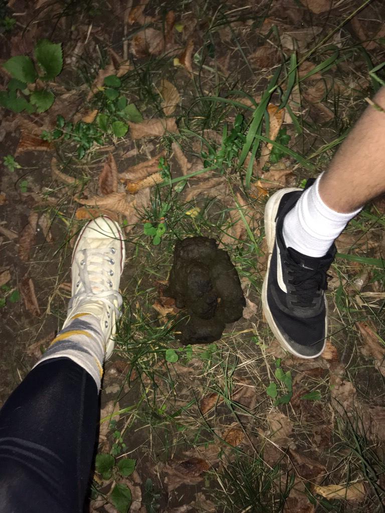 What animal made this poop? (Found in my backyard (no fence), Northwest