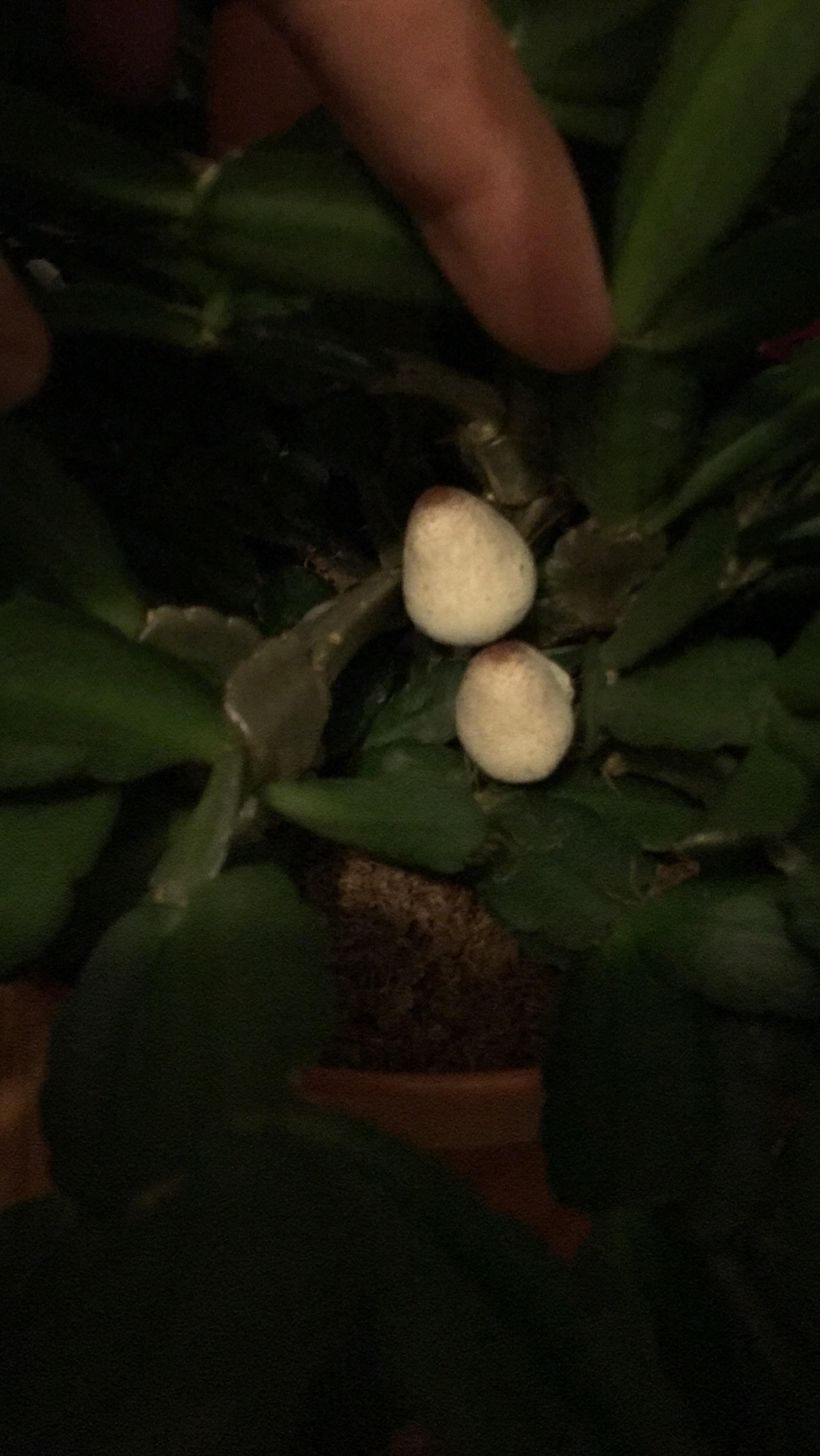 I found mushrooms growing in my Christmas Cactus! r/houseplants