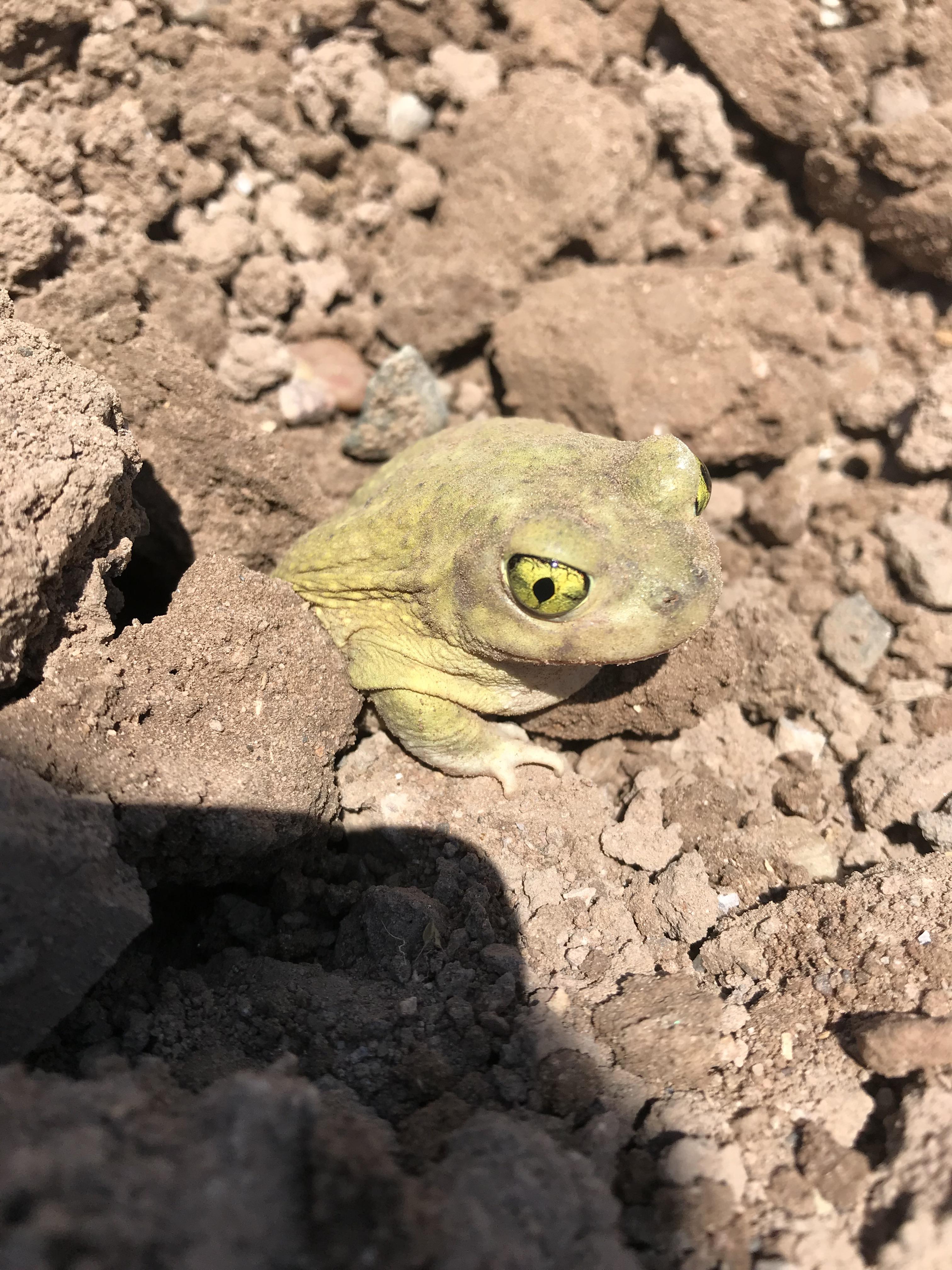 What is this frog? Came out of pile of dirt. Burrowed back in backwards