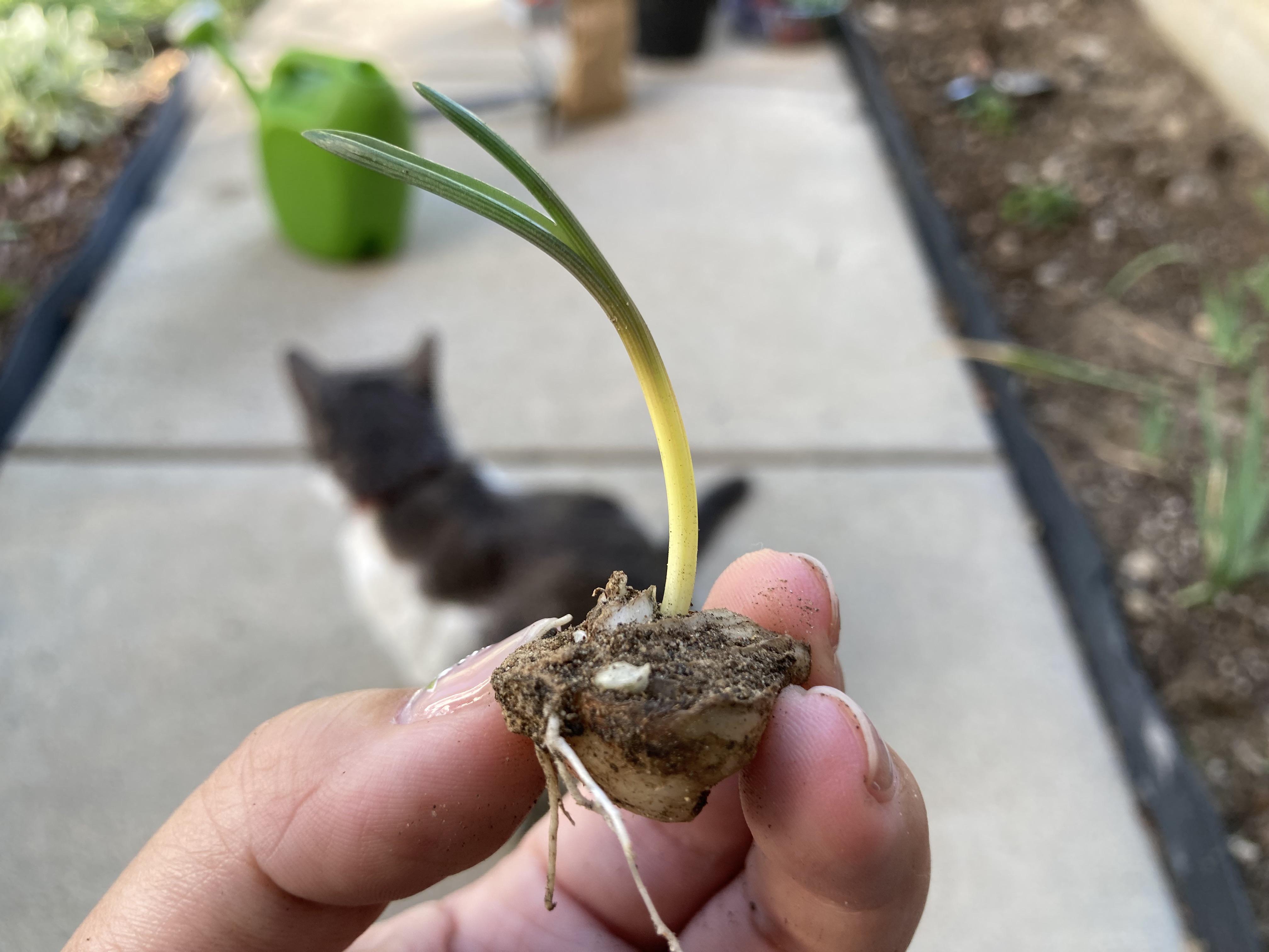 Life finds a way— found this left over halved saffron bulb still