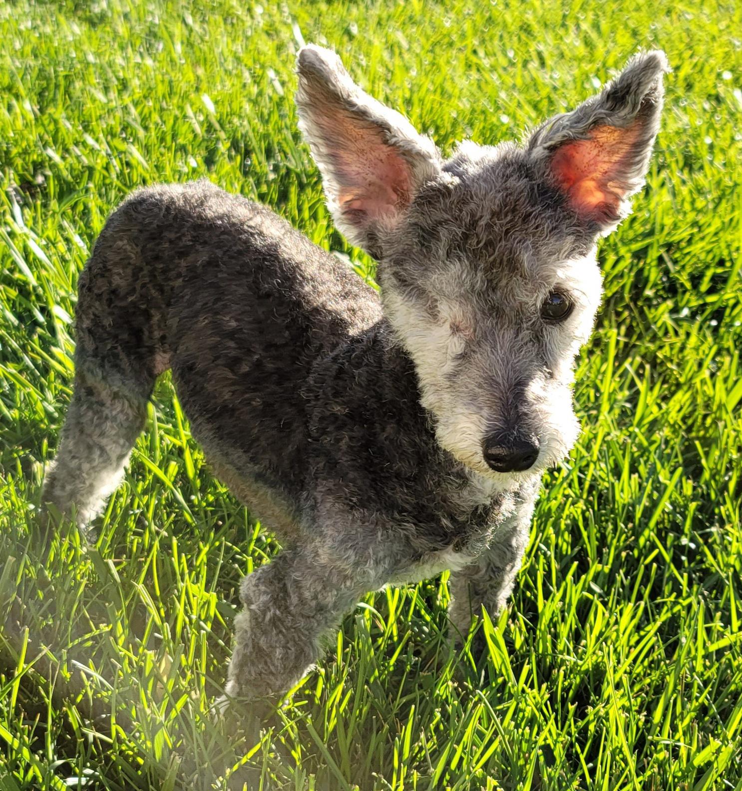Cora got her first ever nonpoodle haircut! (She's a 14yo purebred toy