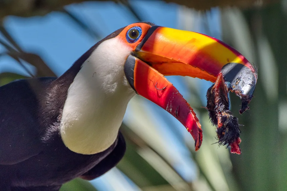 Toucan eating a baby bird. (picture is not mine, I found it on fb) r