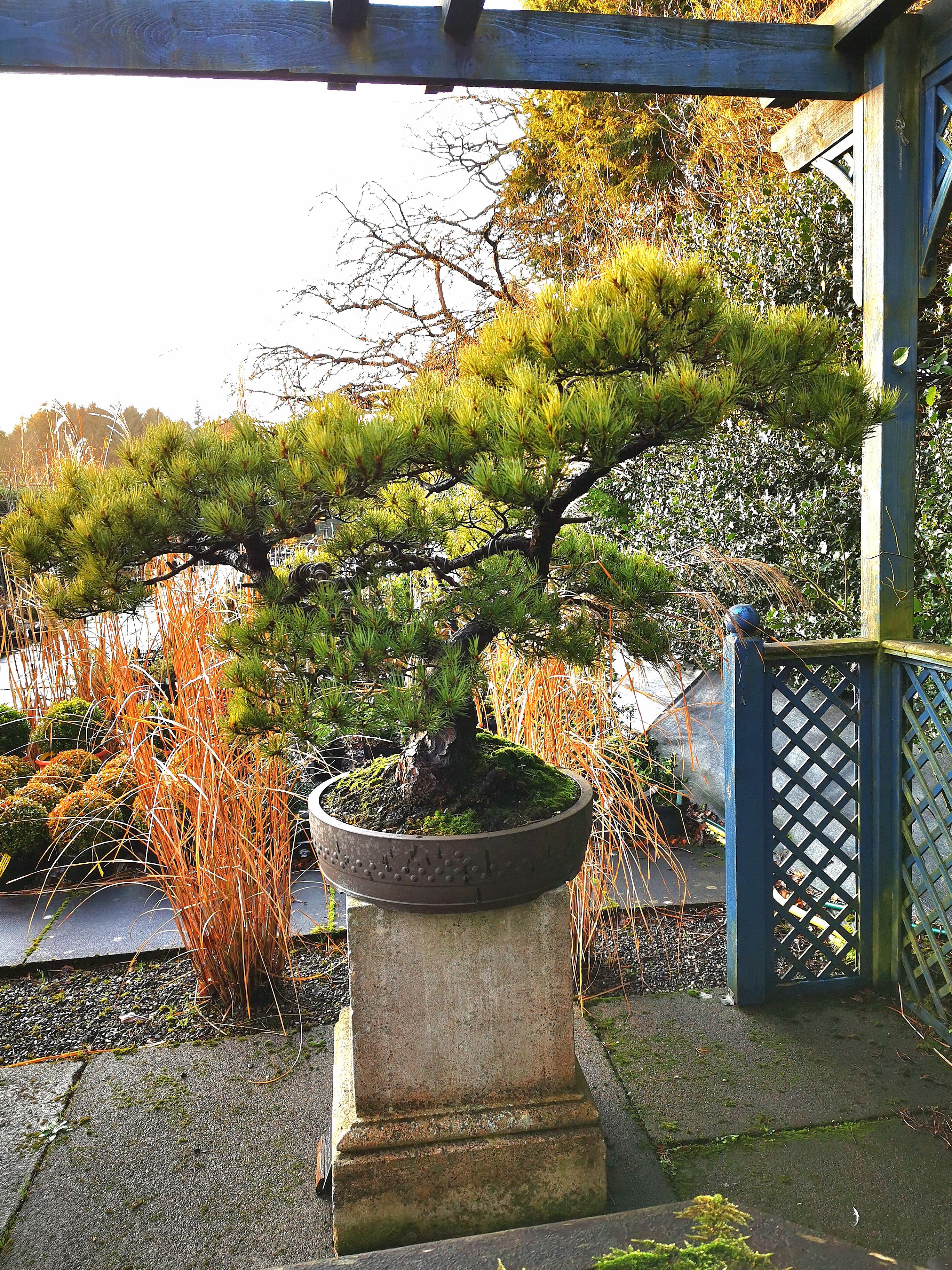 300+ year old white pine at the Scottish National Bonsai Association... Just so many