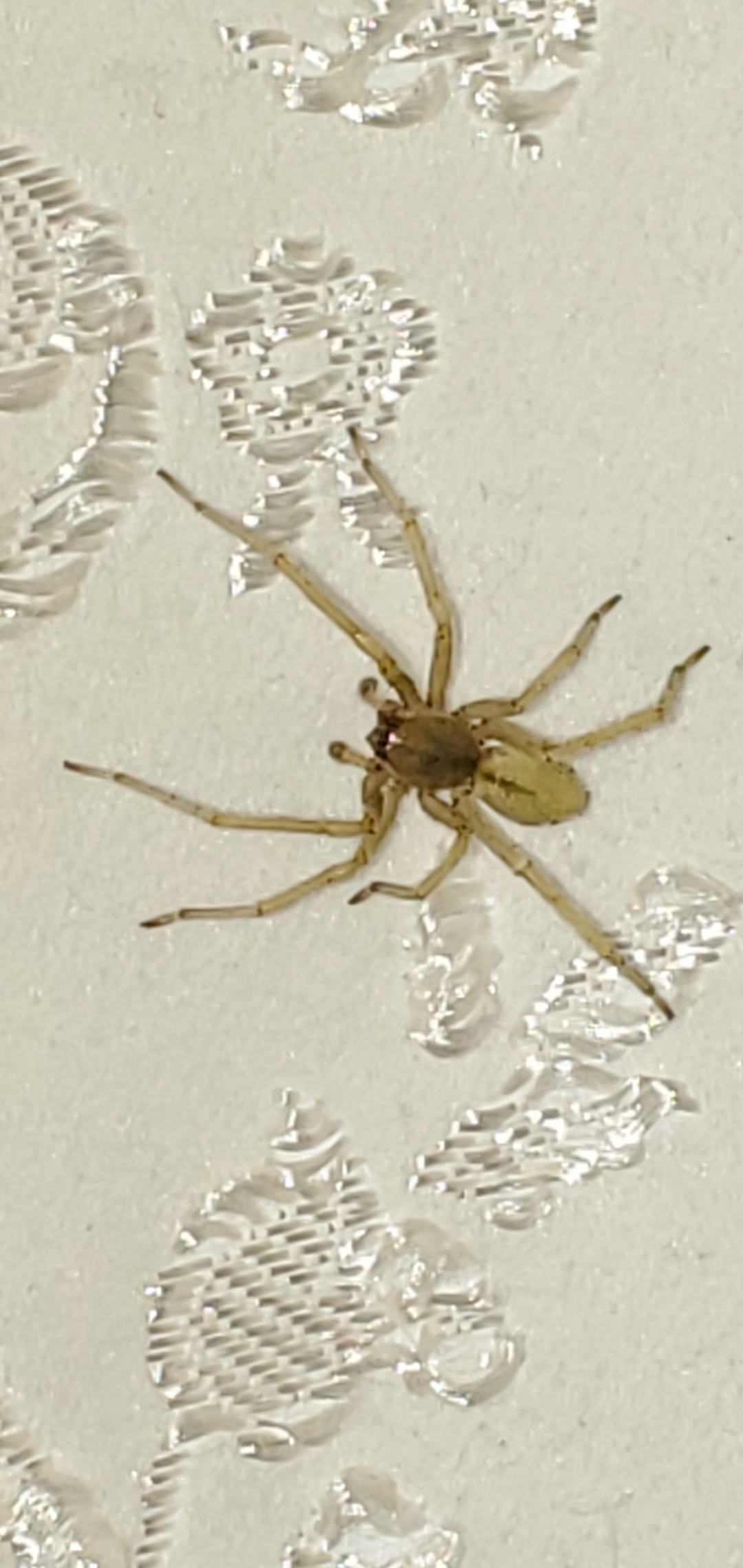 I this a brown recluse? (Southwest Ohio.) spiders