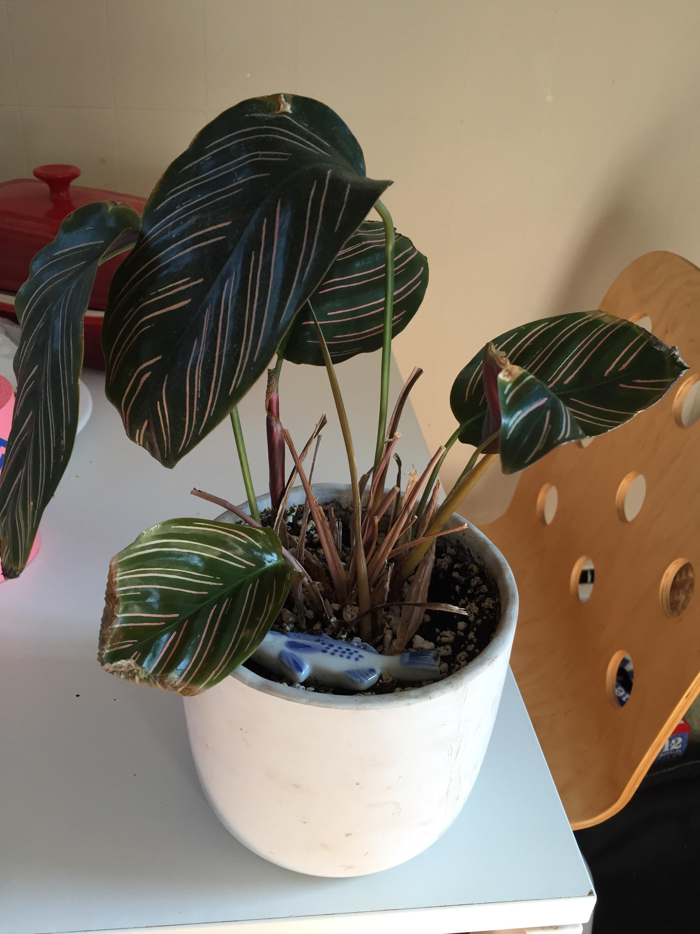 Help! My calathea ornata‘s leaves are all curling and dry. I mist then