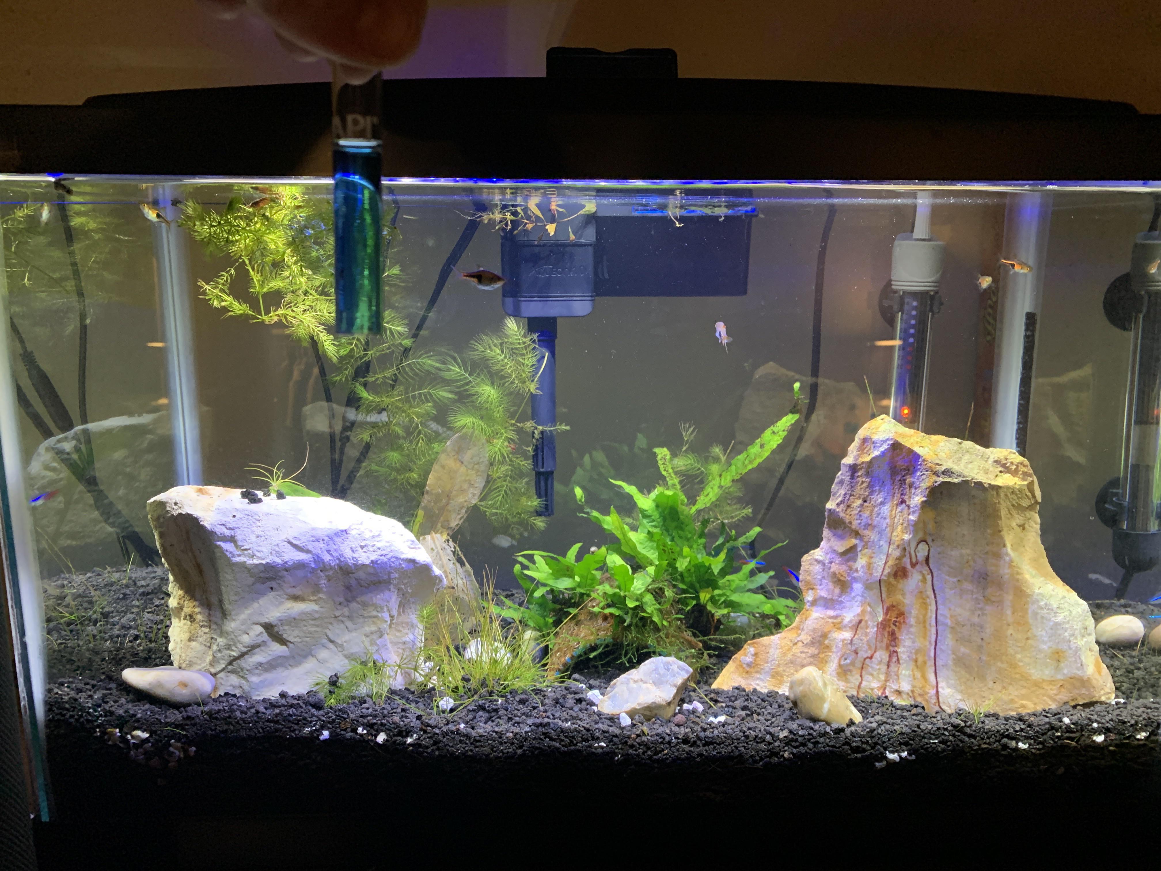 What is raising the ph in the water? I can’t keep it down please help