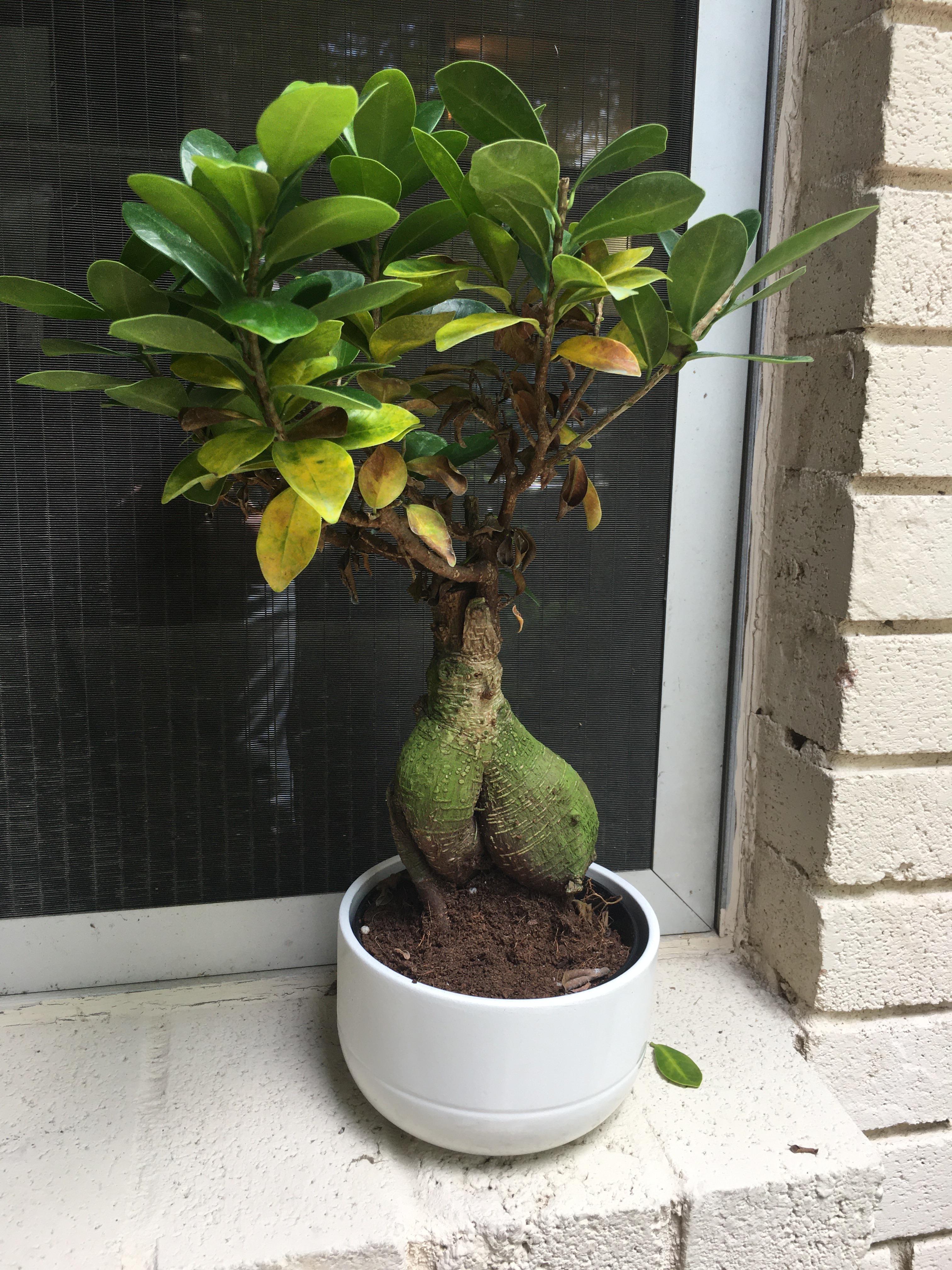 Microcarpa Ginseng, leaves yellowing, falling off r/plantclinic