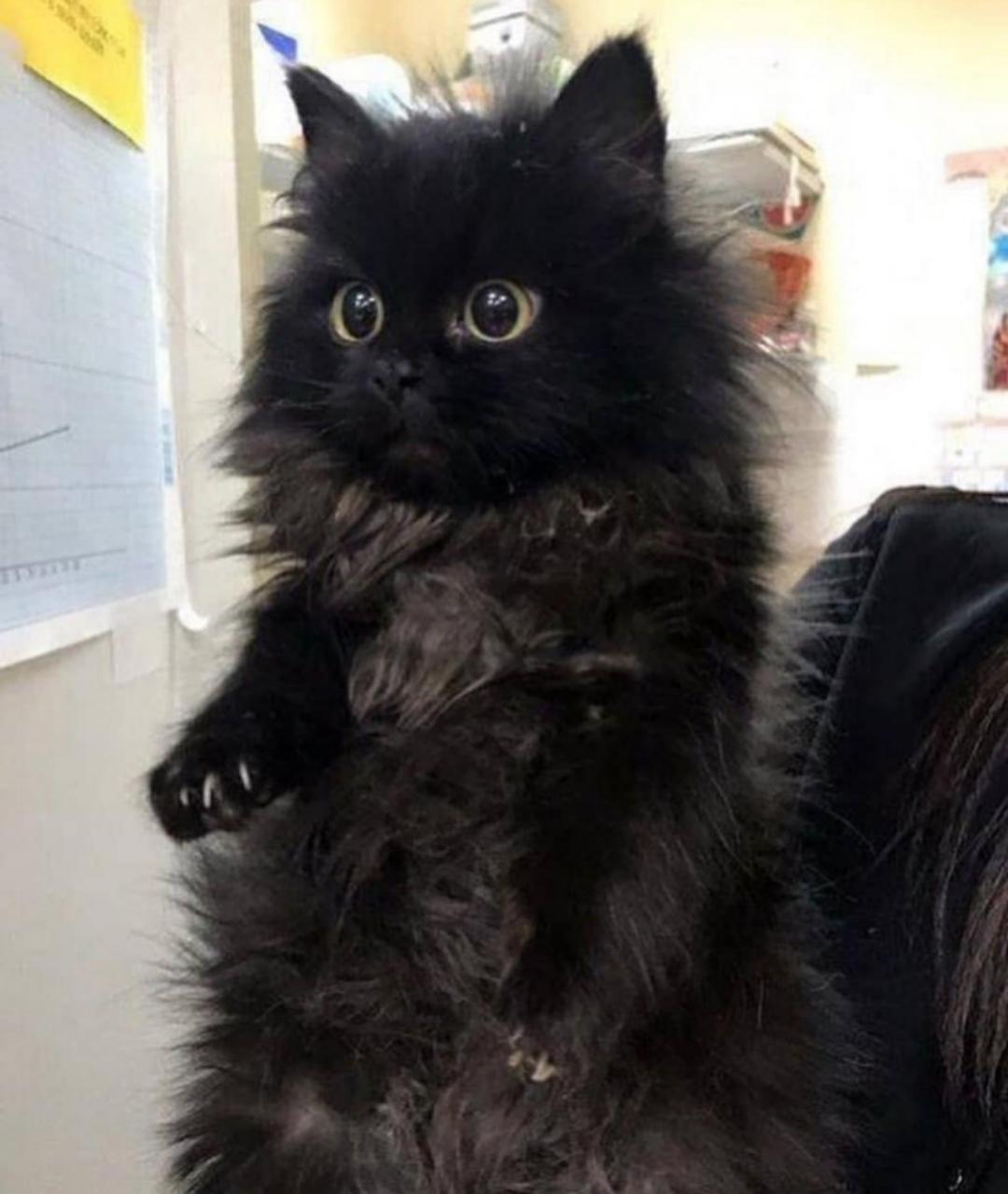 Einstein Goth Kitty. r/cats