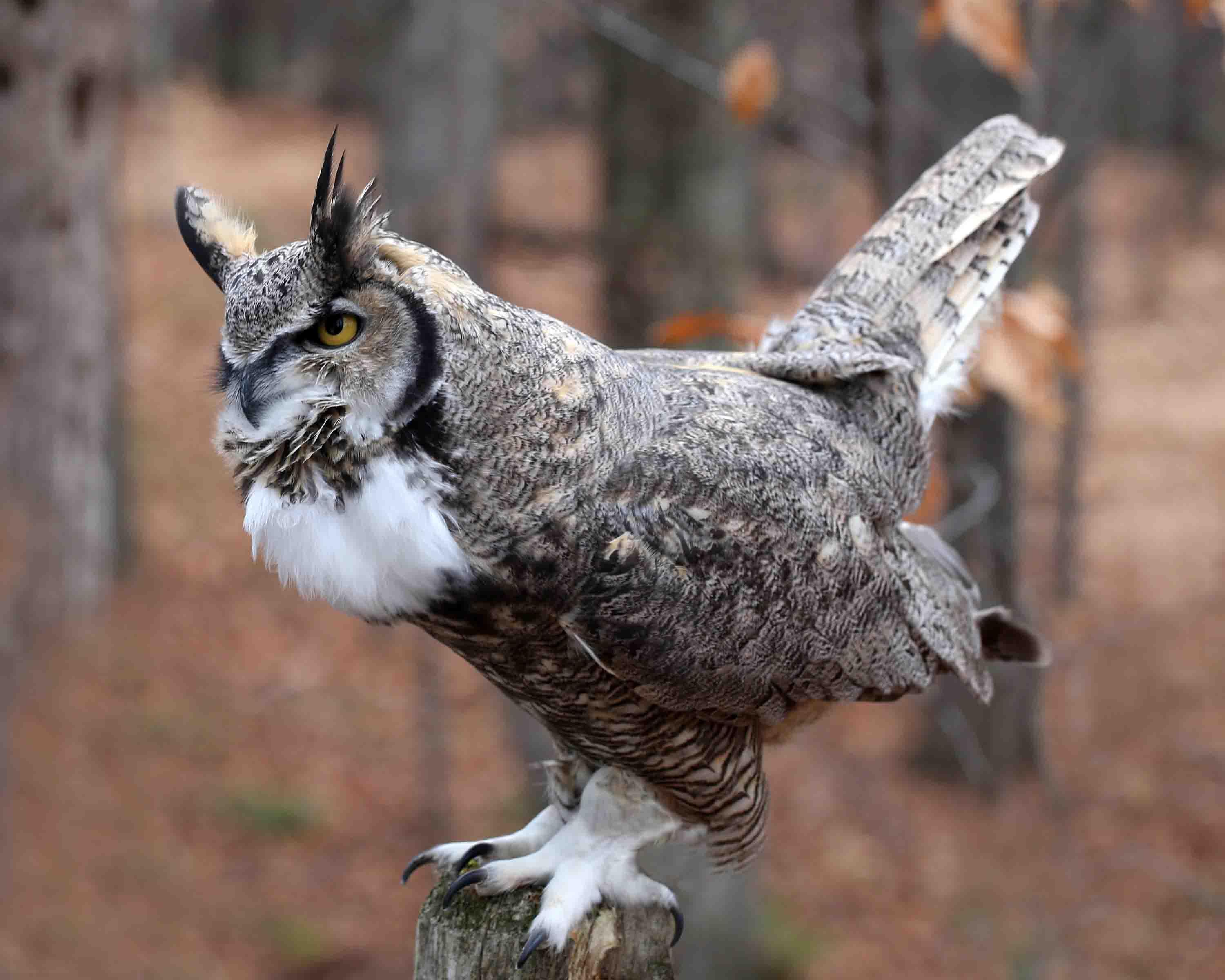 The Great Horned Owl is the most superbyiest owl ever r/Superbowl