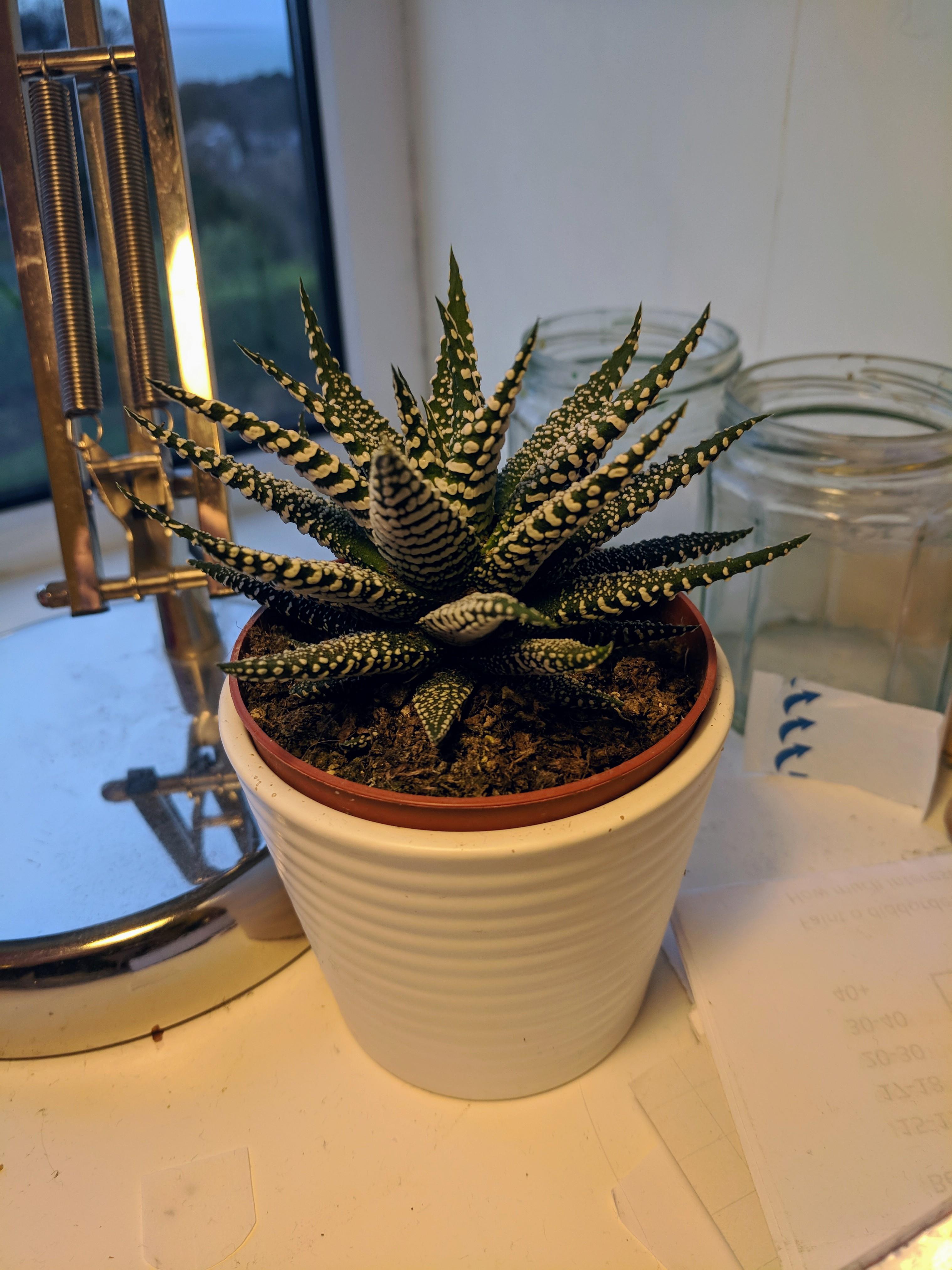I have a plant from NMS r/NoMansSkyTheGame