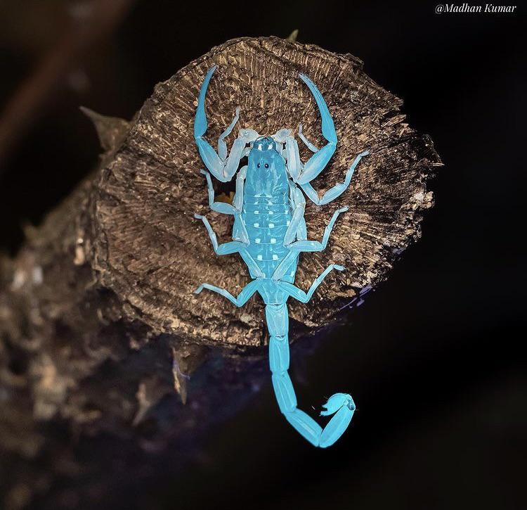 Do Scorpions Come Out At Night