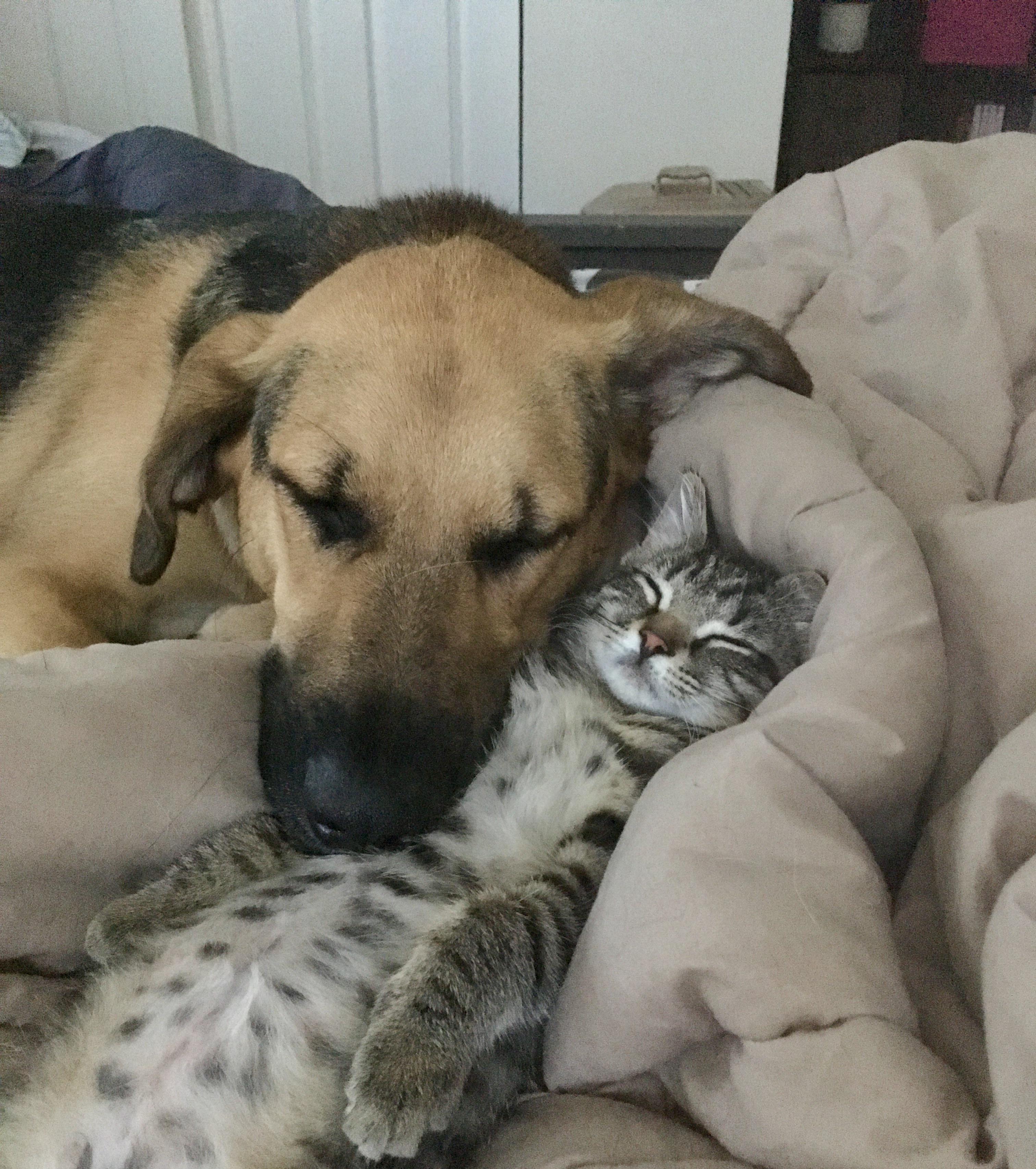 Got my dog an emotional support kitten, this was their first week