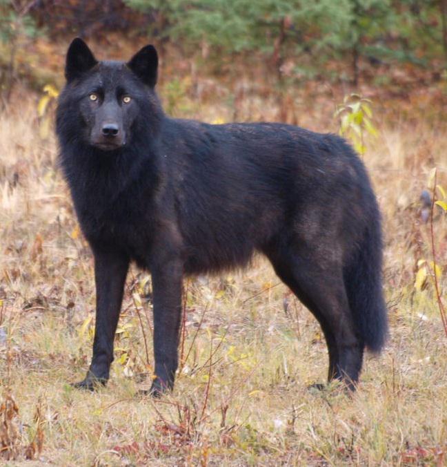 This huge and stunning black wolf looks like something straight out of