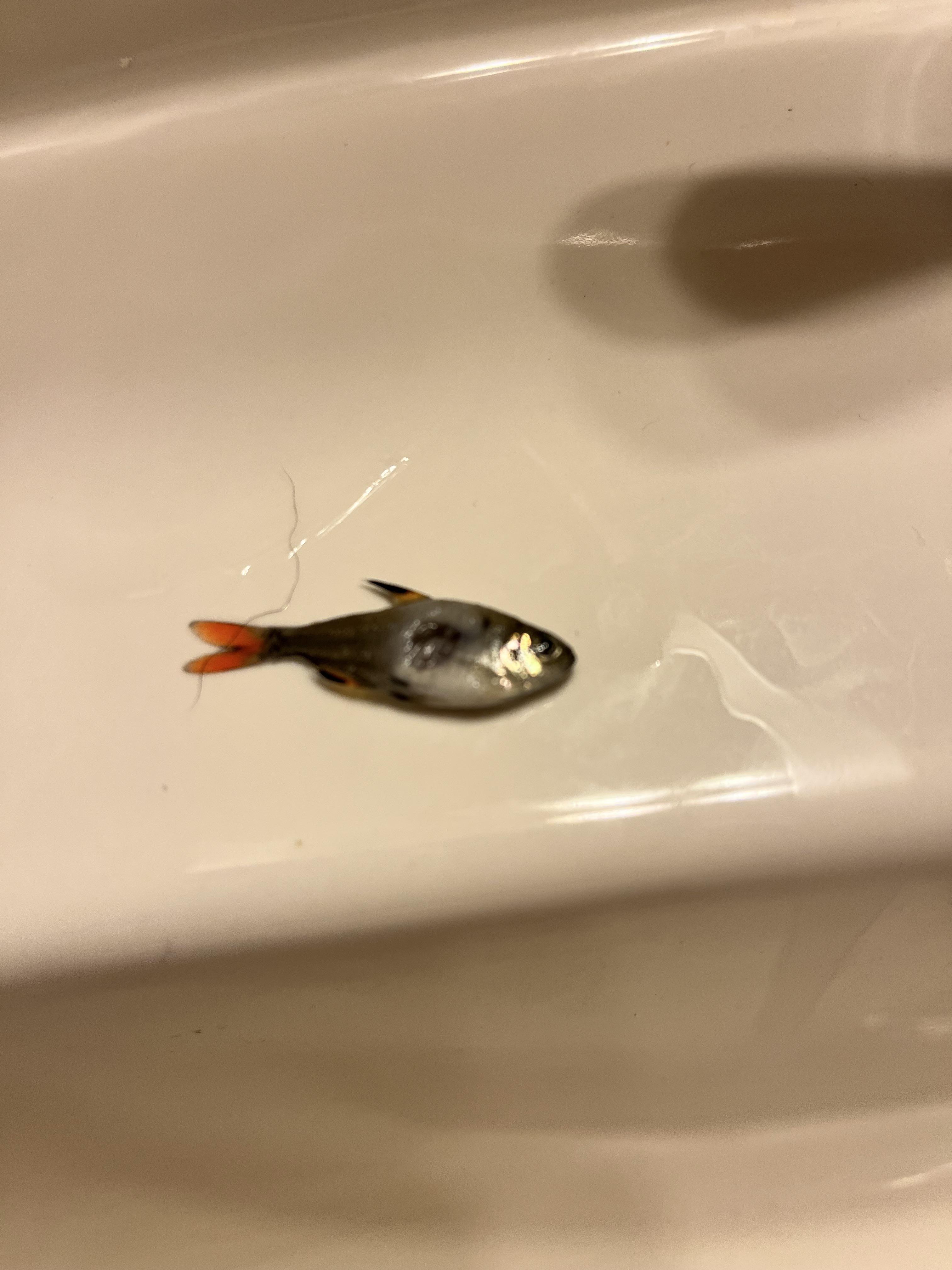 First time poster… Does this look like a bite mark from a Chinese algae