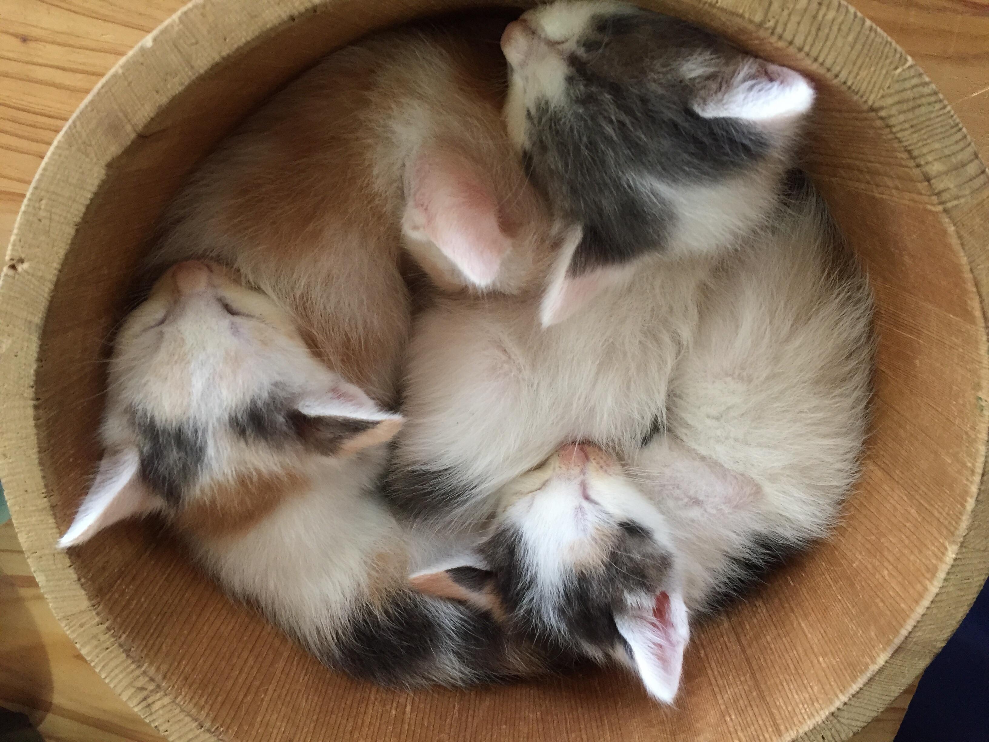Japanese cat basket r/aww