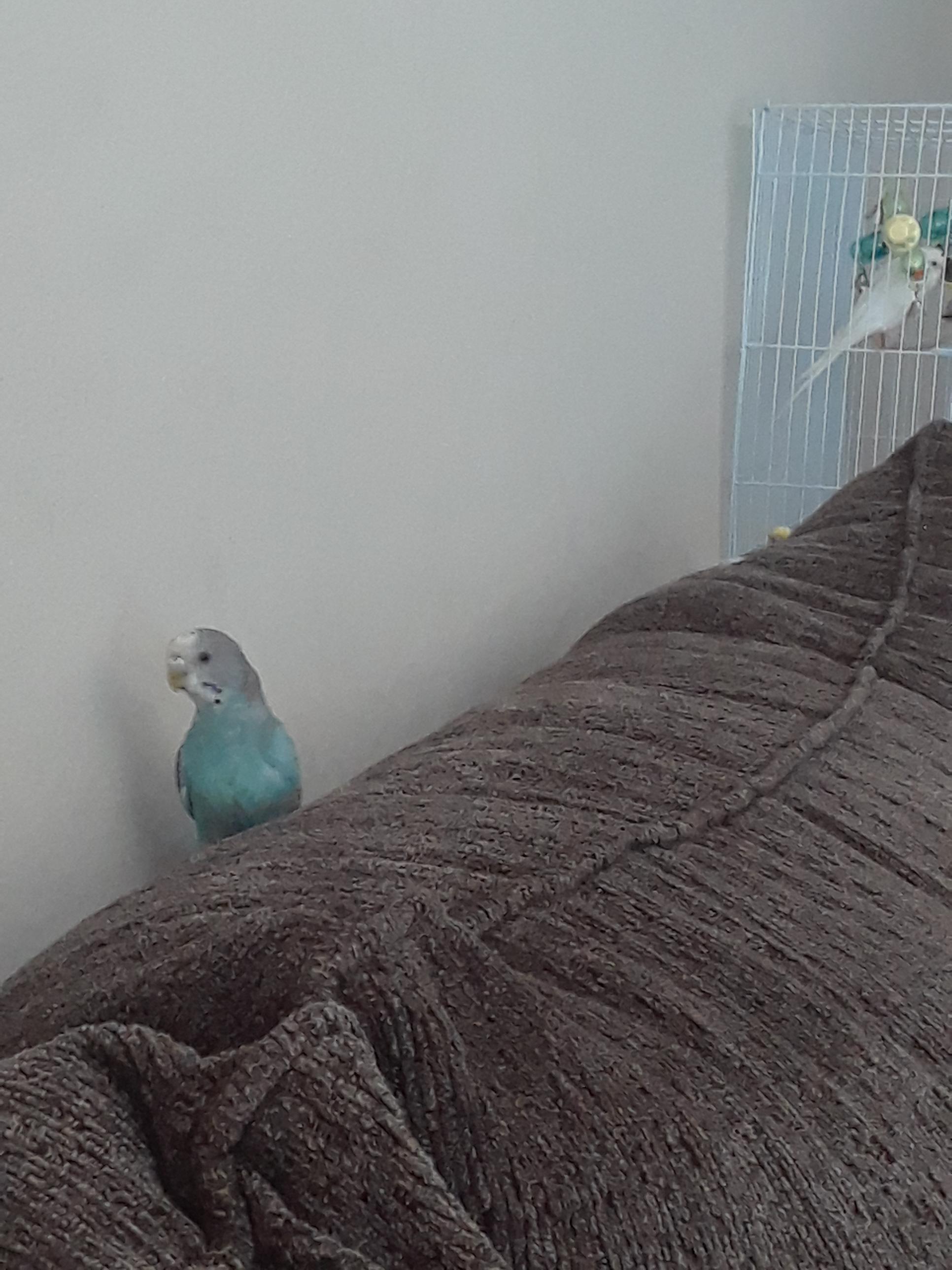 Finally exploring and getting near me😍 r/Parakeets