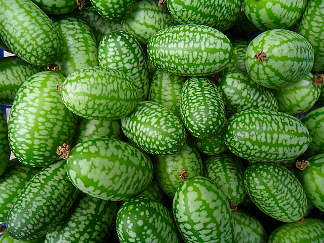 ⚡ Mouse melons from Mexico are the size of a grape and taste like sour