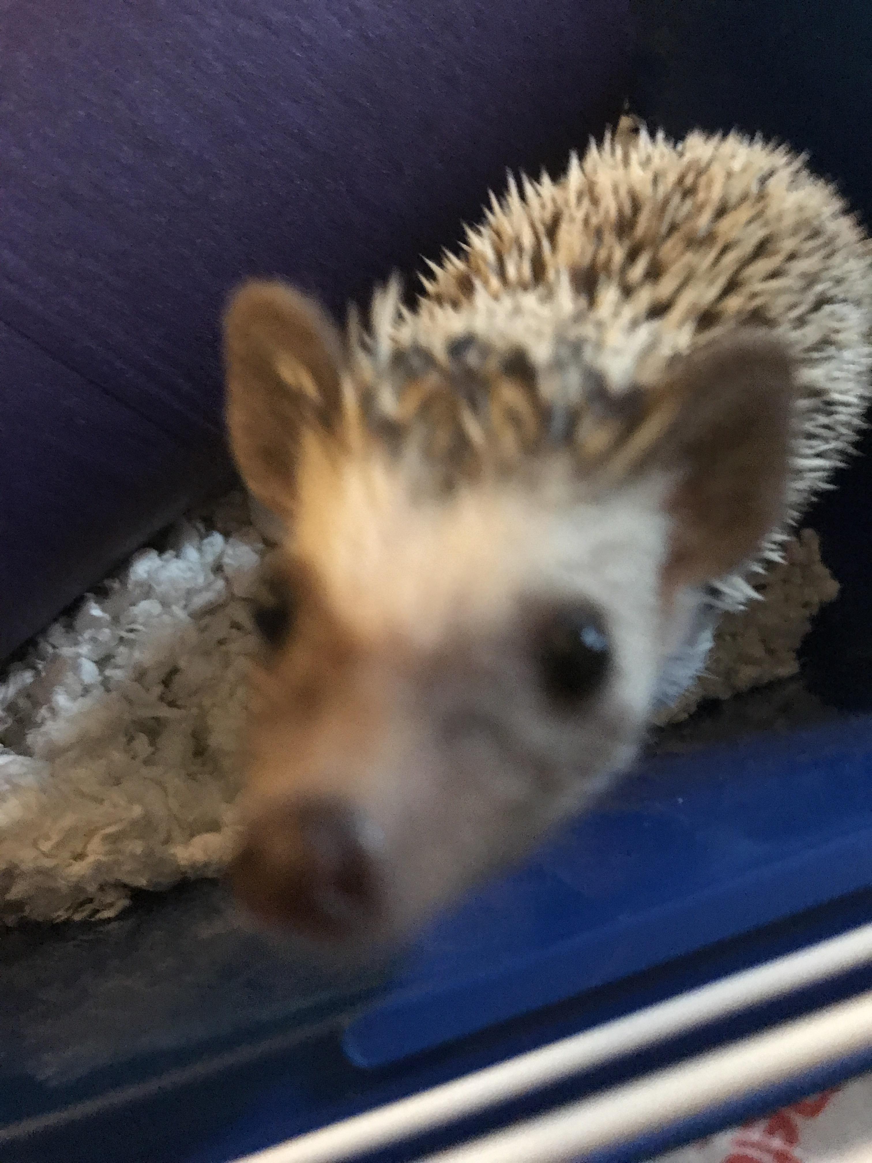 ZaraWolf (u/ZaraWolf) - Reddit