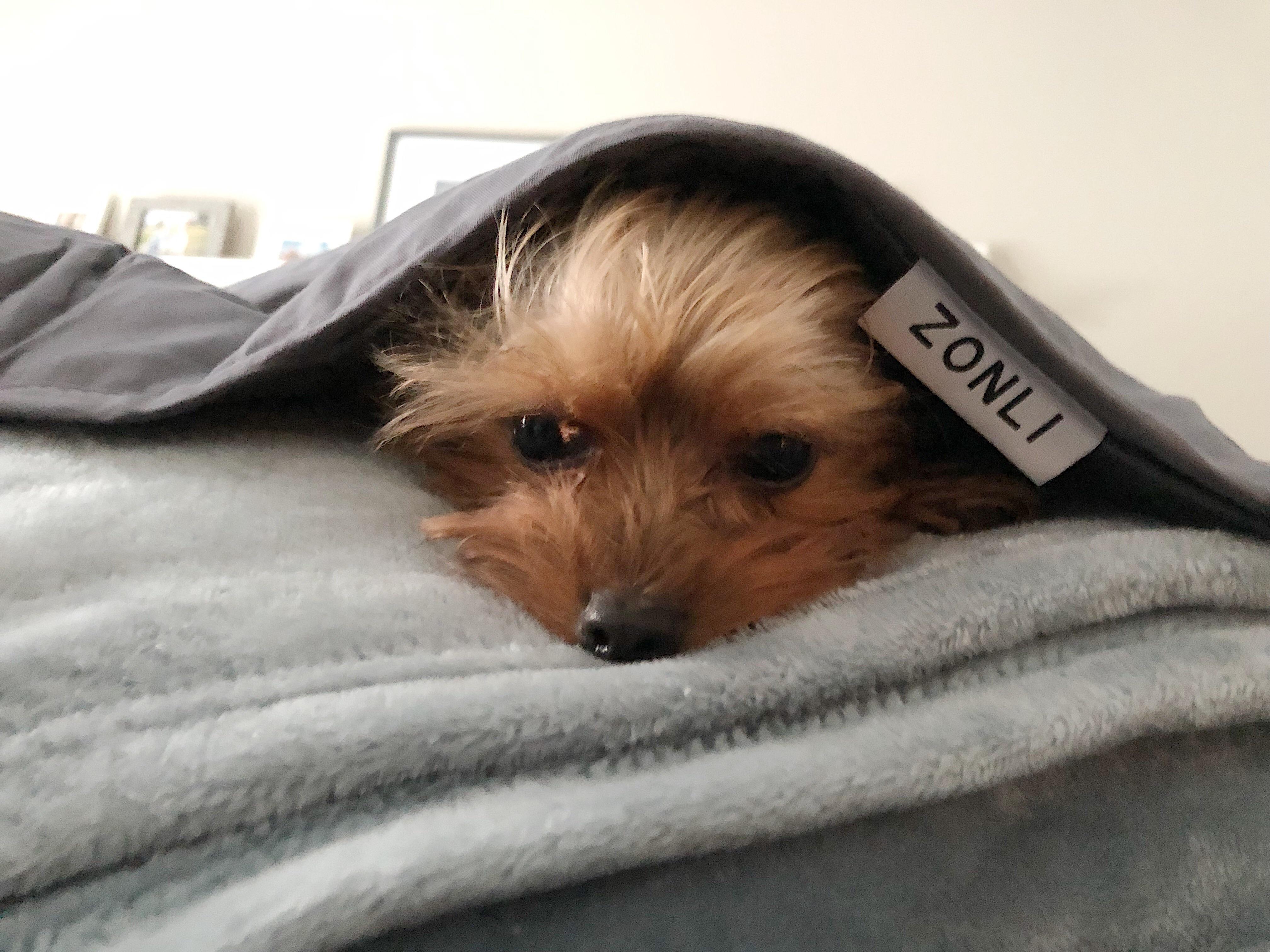 My yorkie loves my new weighted blanket. So I guess it’s technically