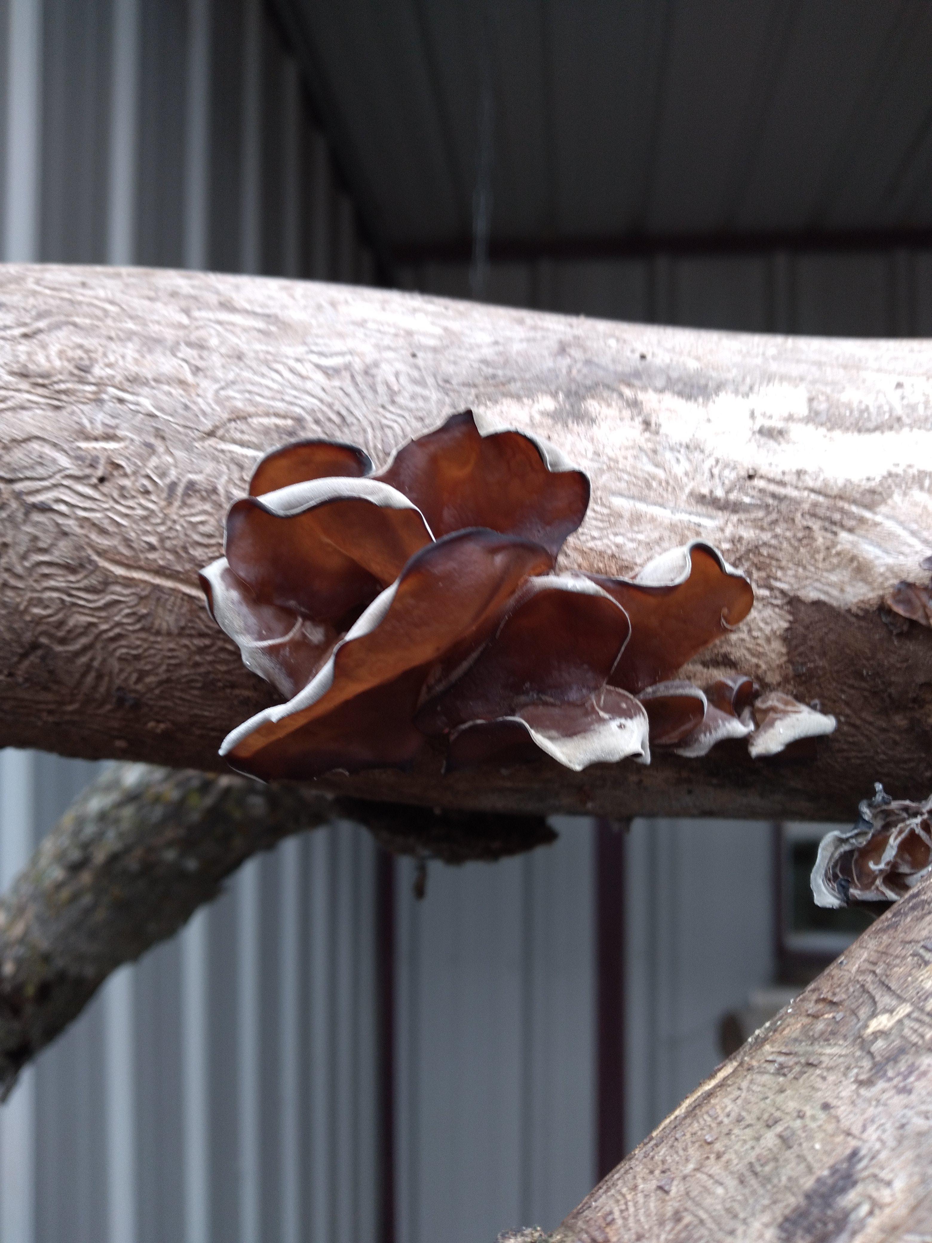 Found this at work. Pretty sure it's edible. Wood ears? Or something