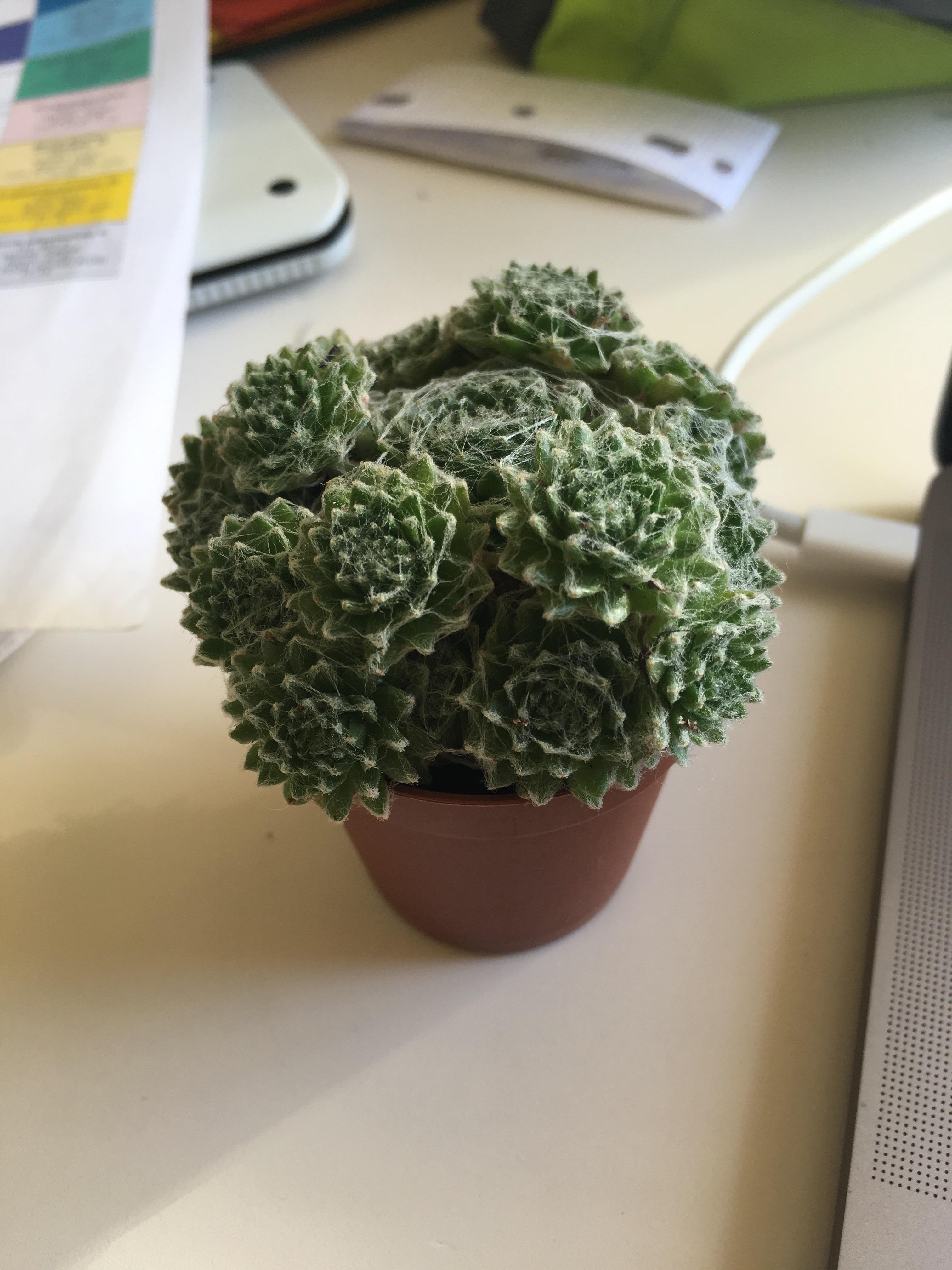 The newest arrival, for only 3€ at a little flower shop