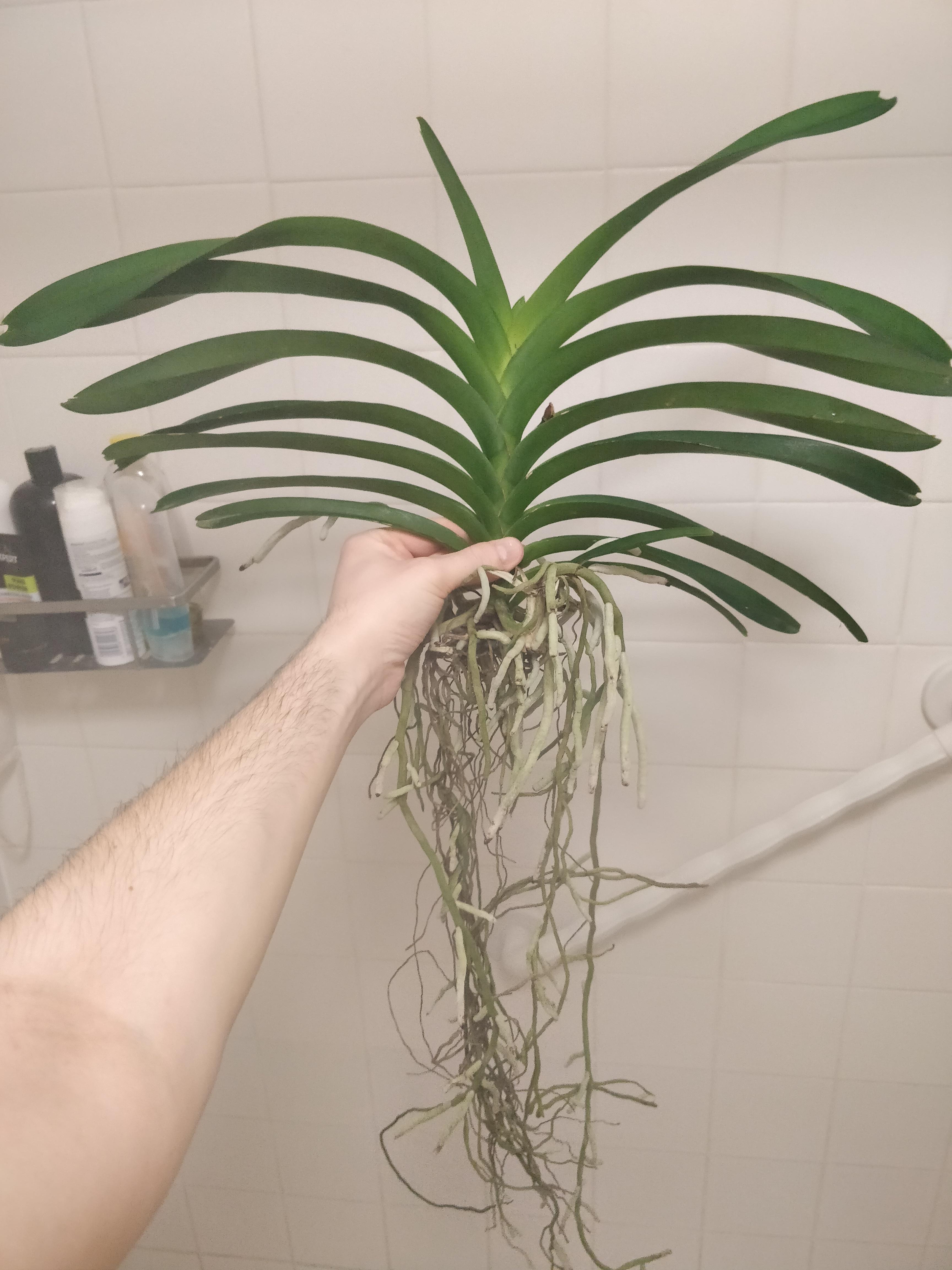 How do I go about mounting this large Vanda i just bought? r/orchids