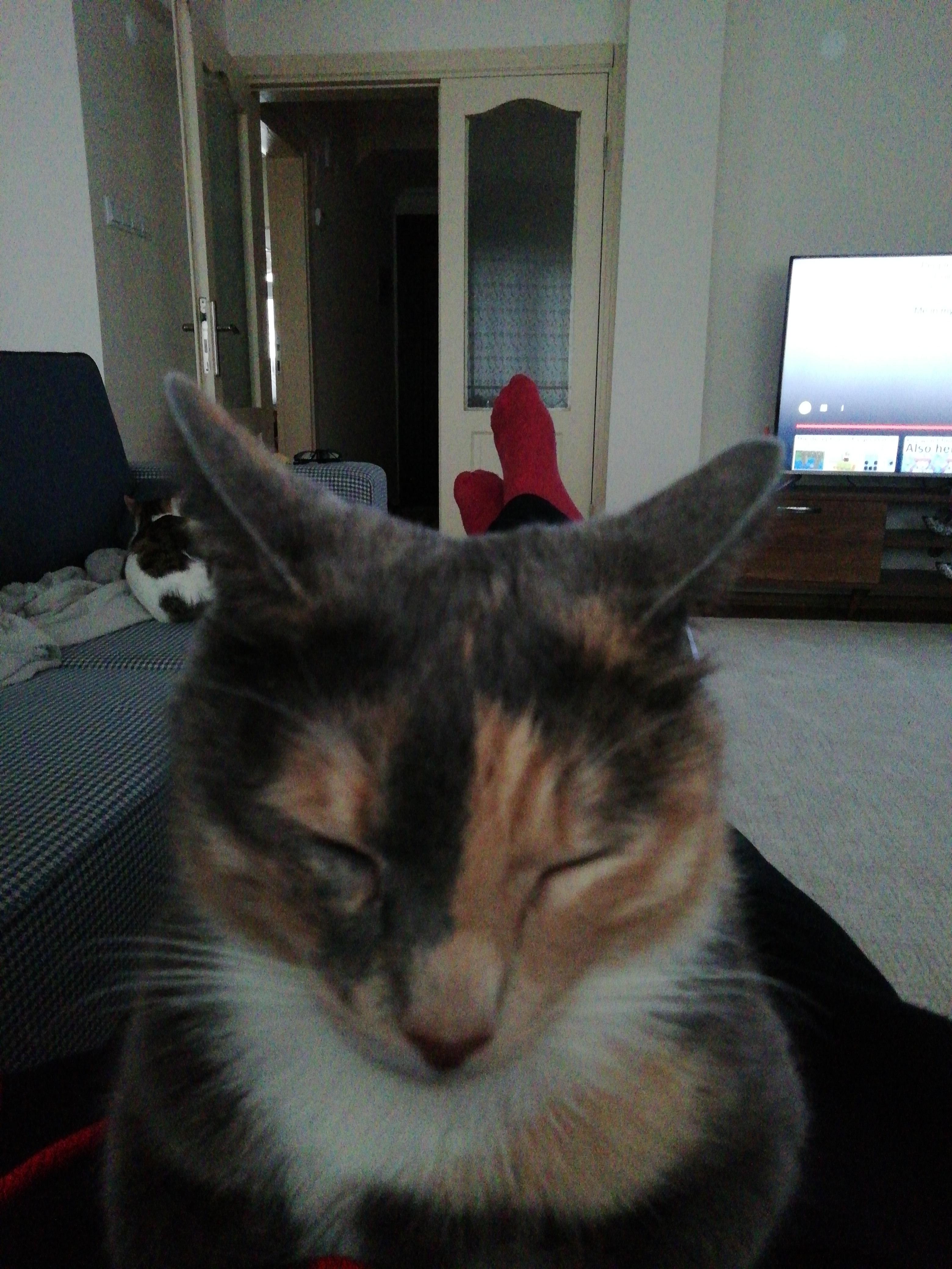 My cat politely sleeping on my stomach r/politecats