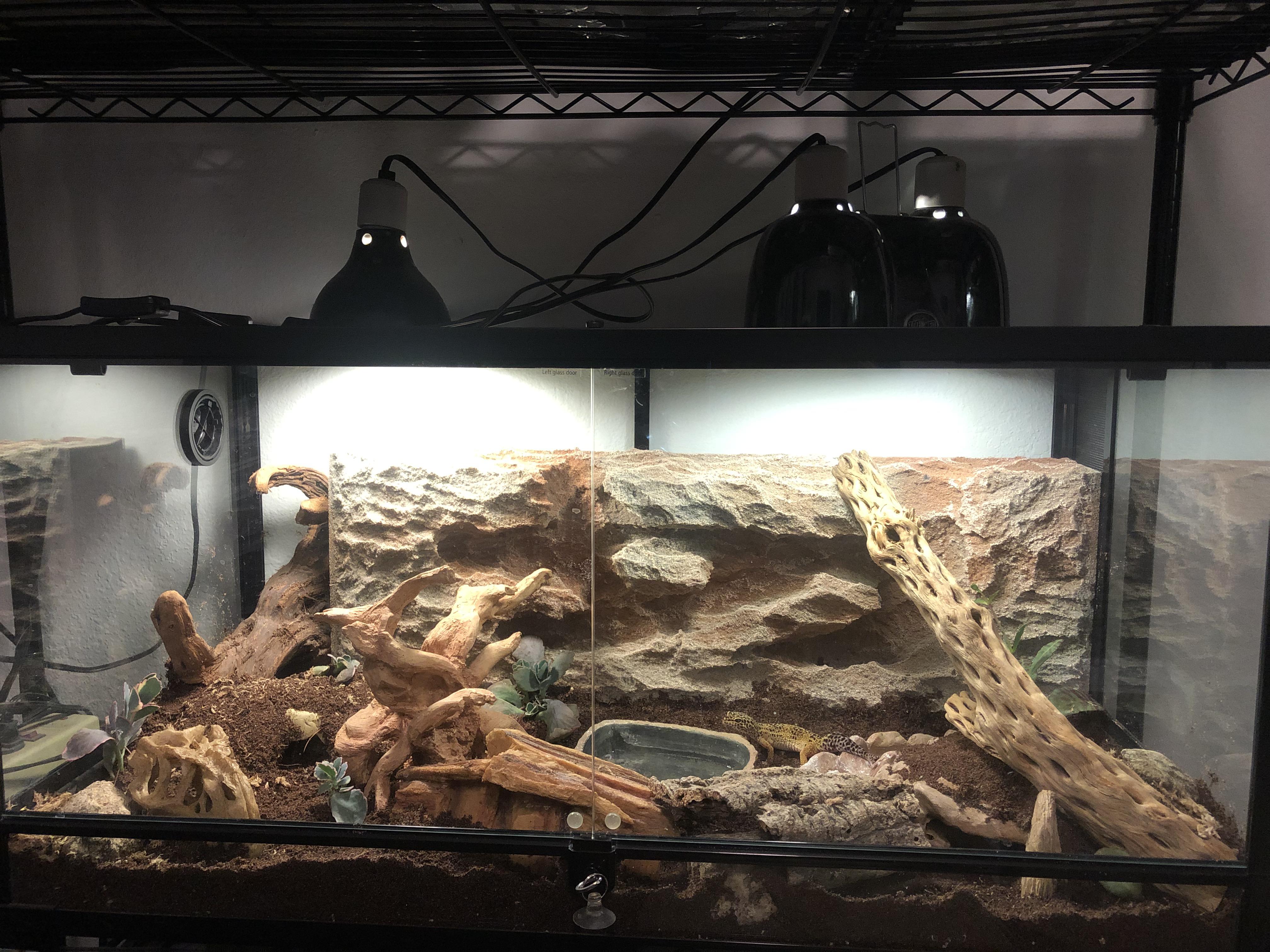 55 gallon leopard gecko vivarium r/geckos