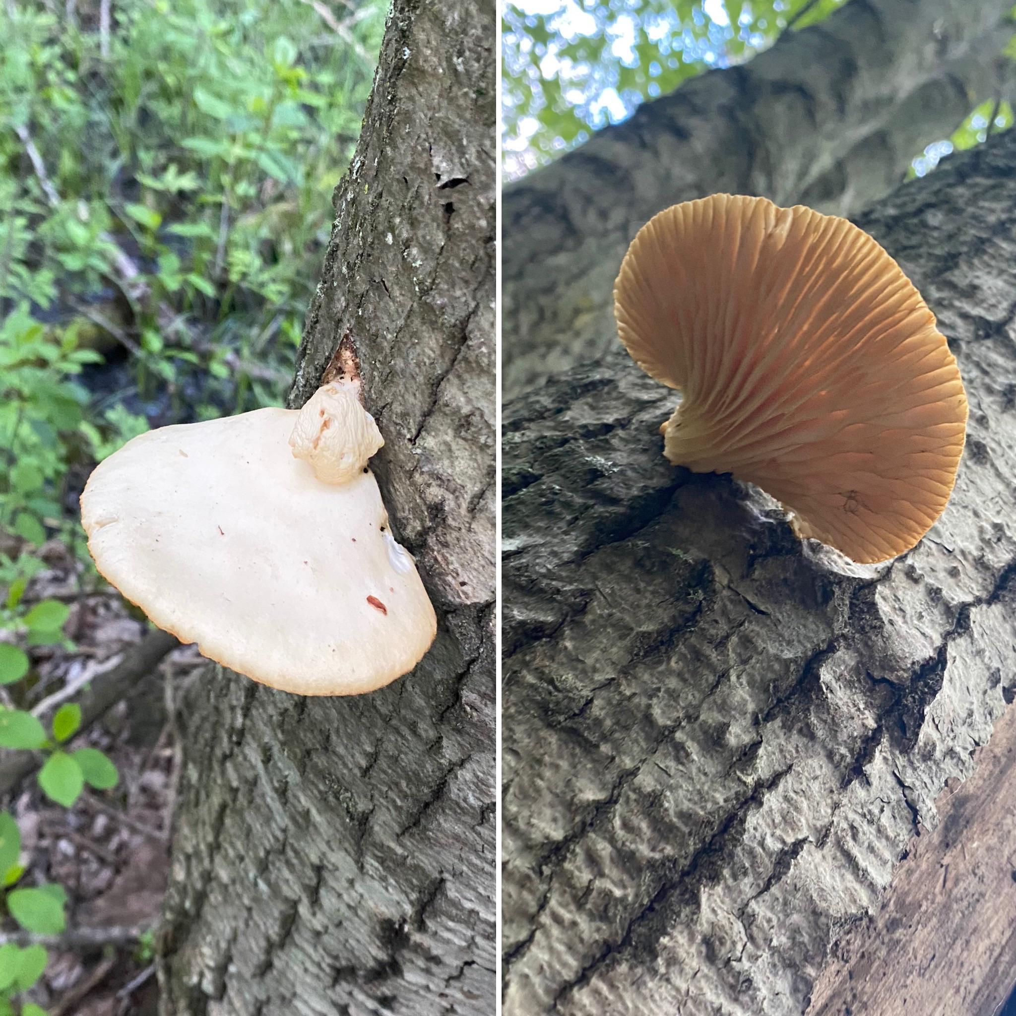 oyster mushroom? smells like anise r/mushroom_hunting