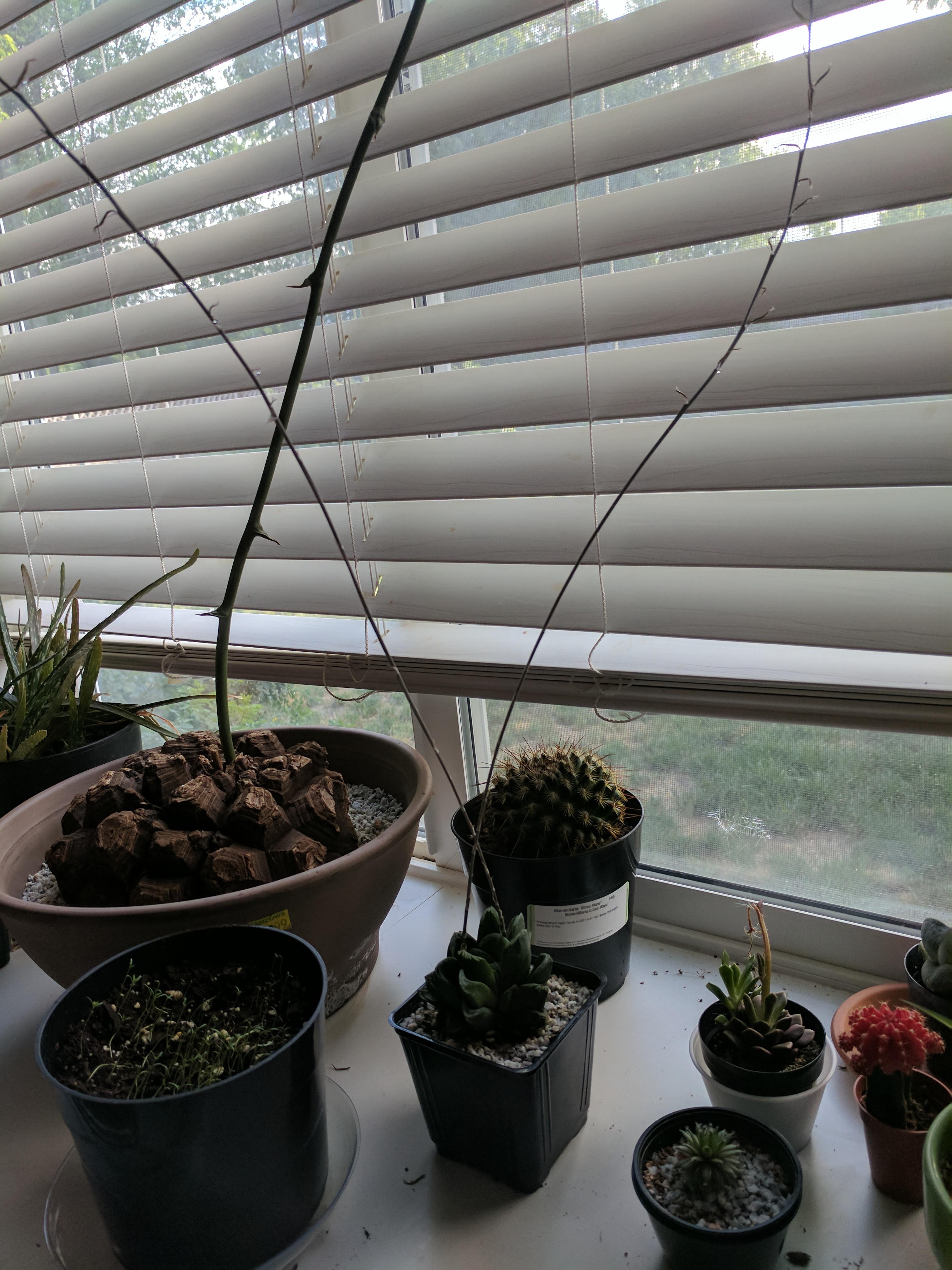 Am i supposed to cut the haworthia flower stem at some point? r