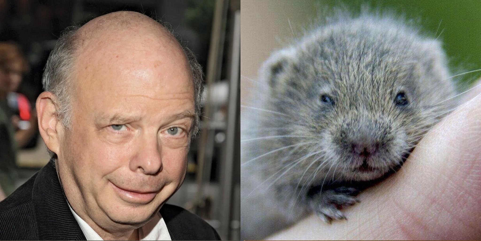 CELEBRITIES WHO LOOK LIKE ***VOLES*** 2 Wallace Shawn👌 r/voles