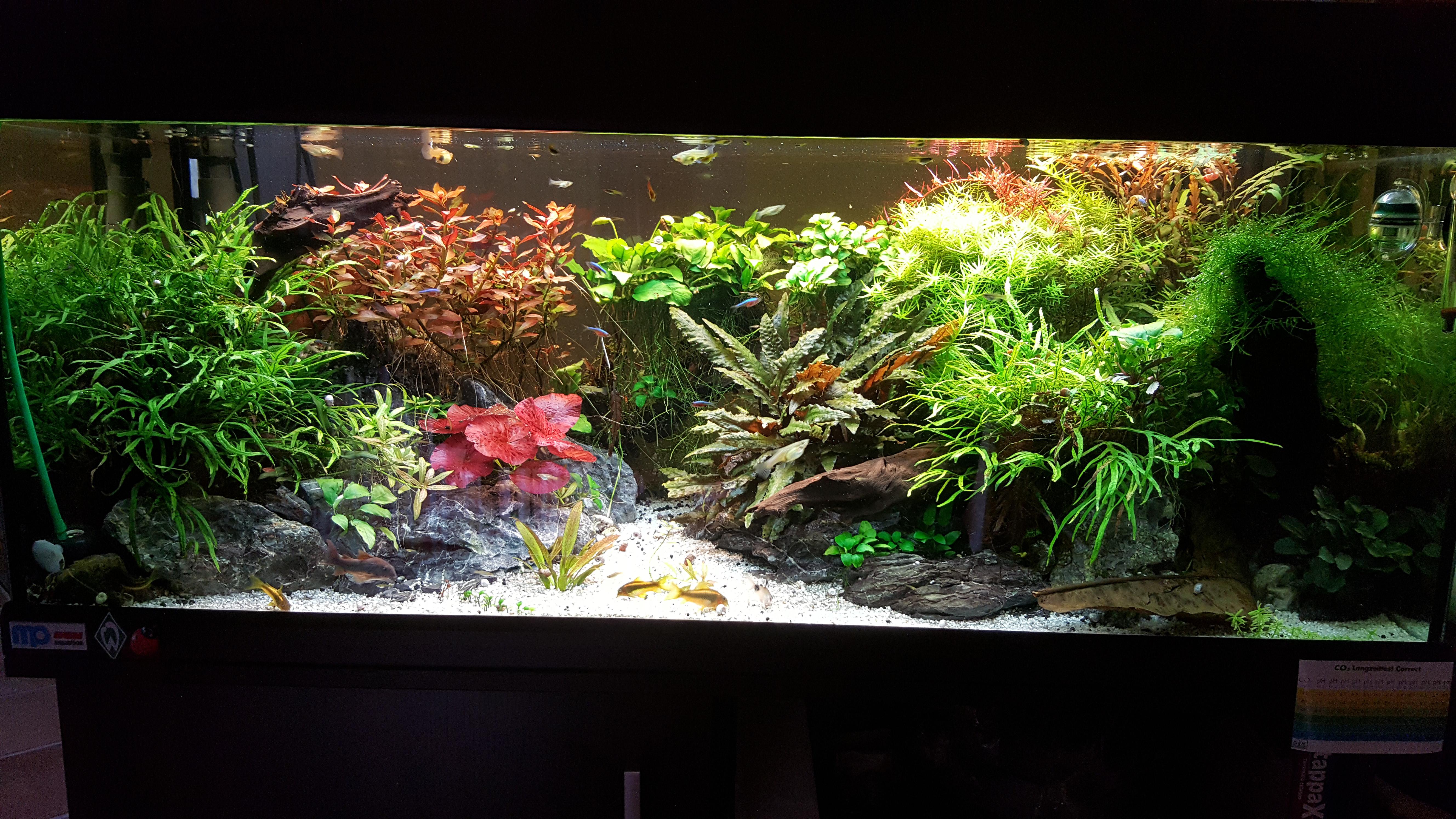 Planted Tank June 2019 all easy plants Aquariums