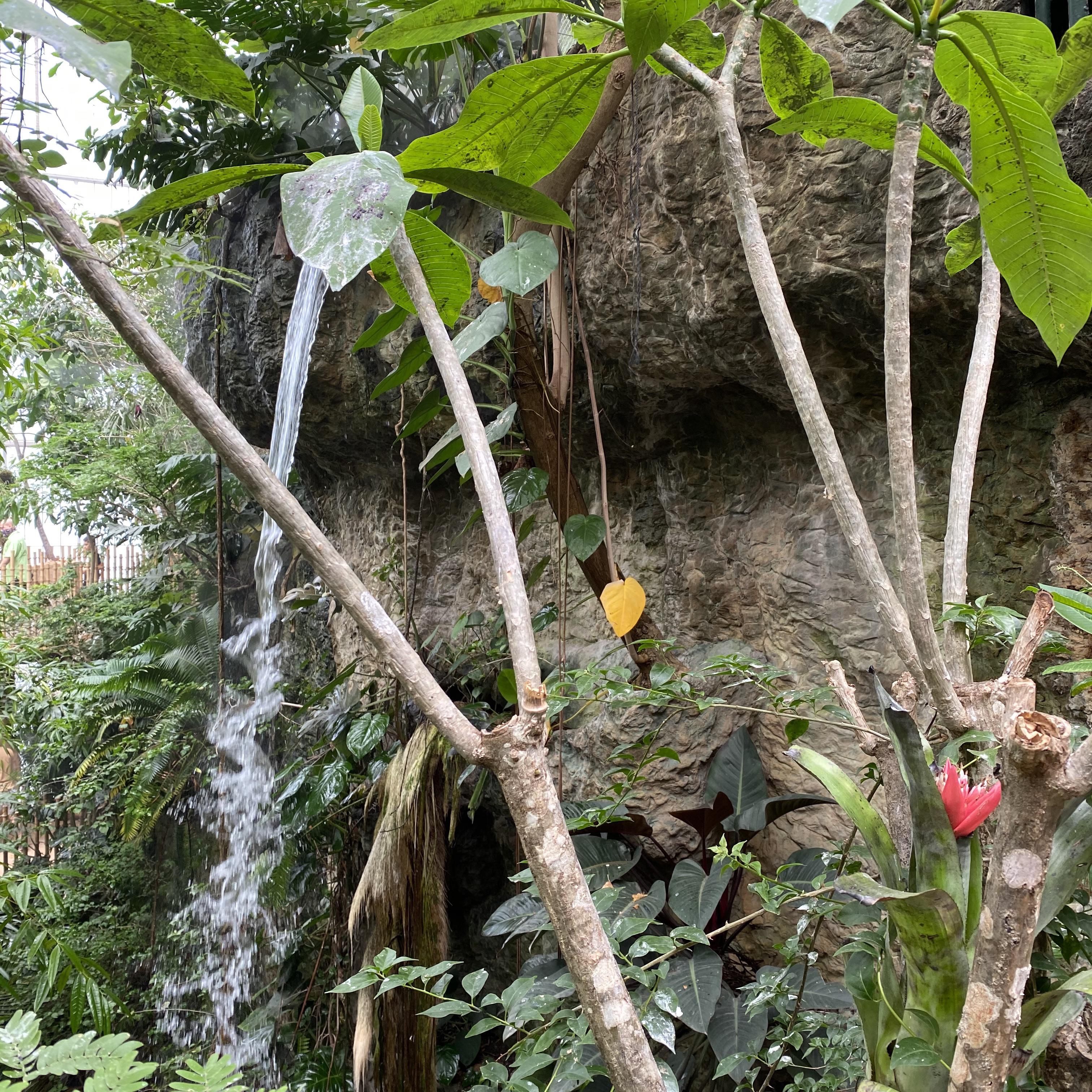 Learn about 77+ imagen dallas world aquarium jaguar In.thptnganamst