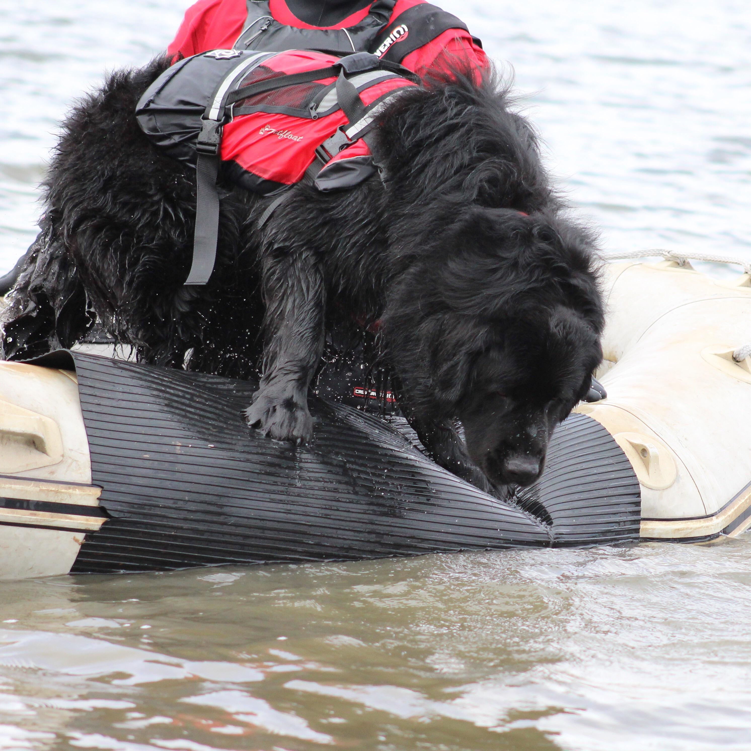 (200lbs) Newfoundland Lifeguard r/dogswithjobs