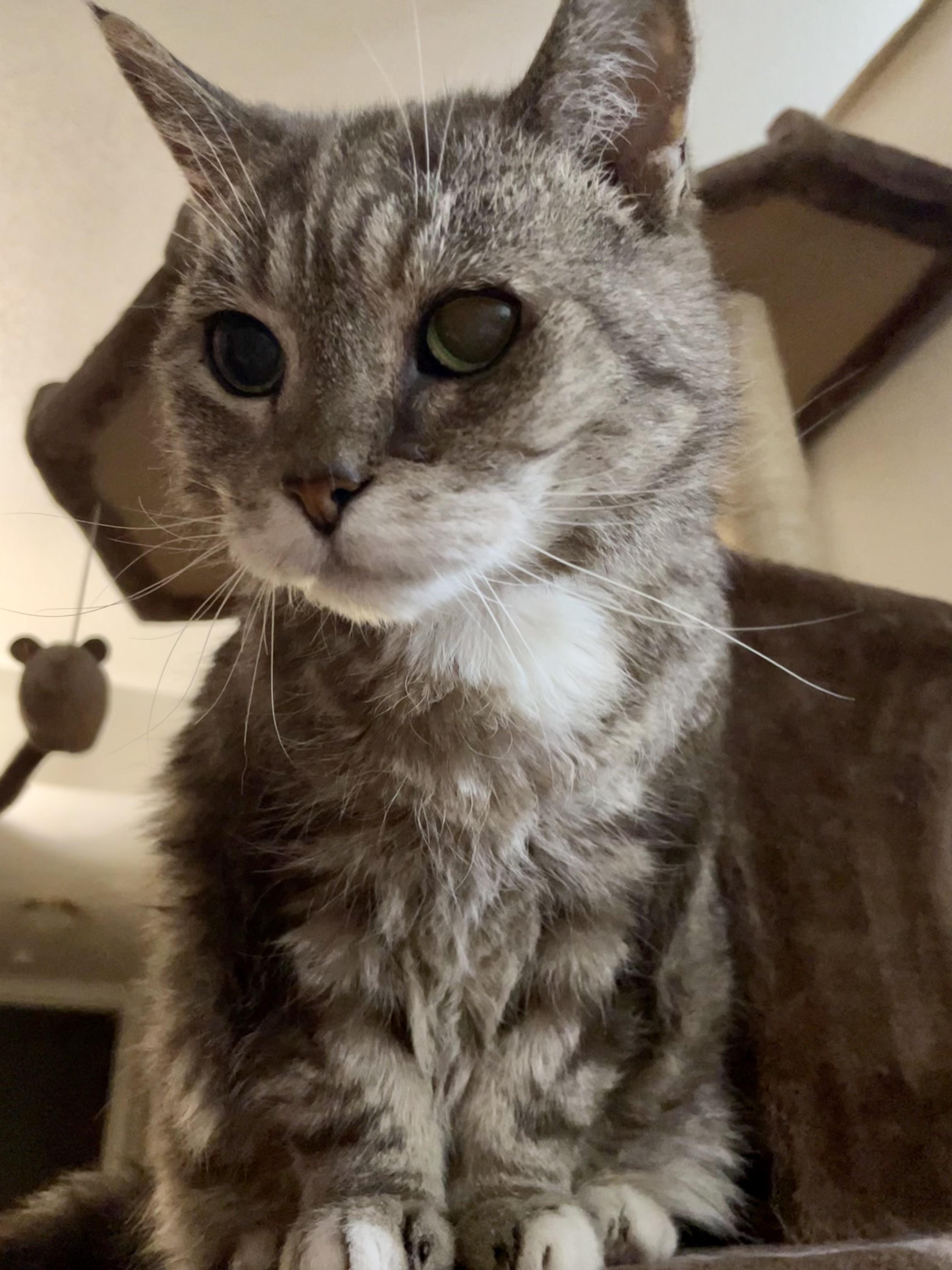 18 year old Bobcat got the postpoop zoomies and climbed her cat tree