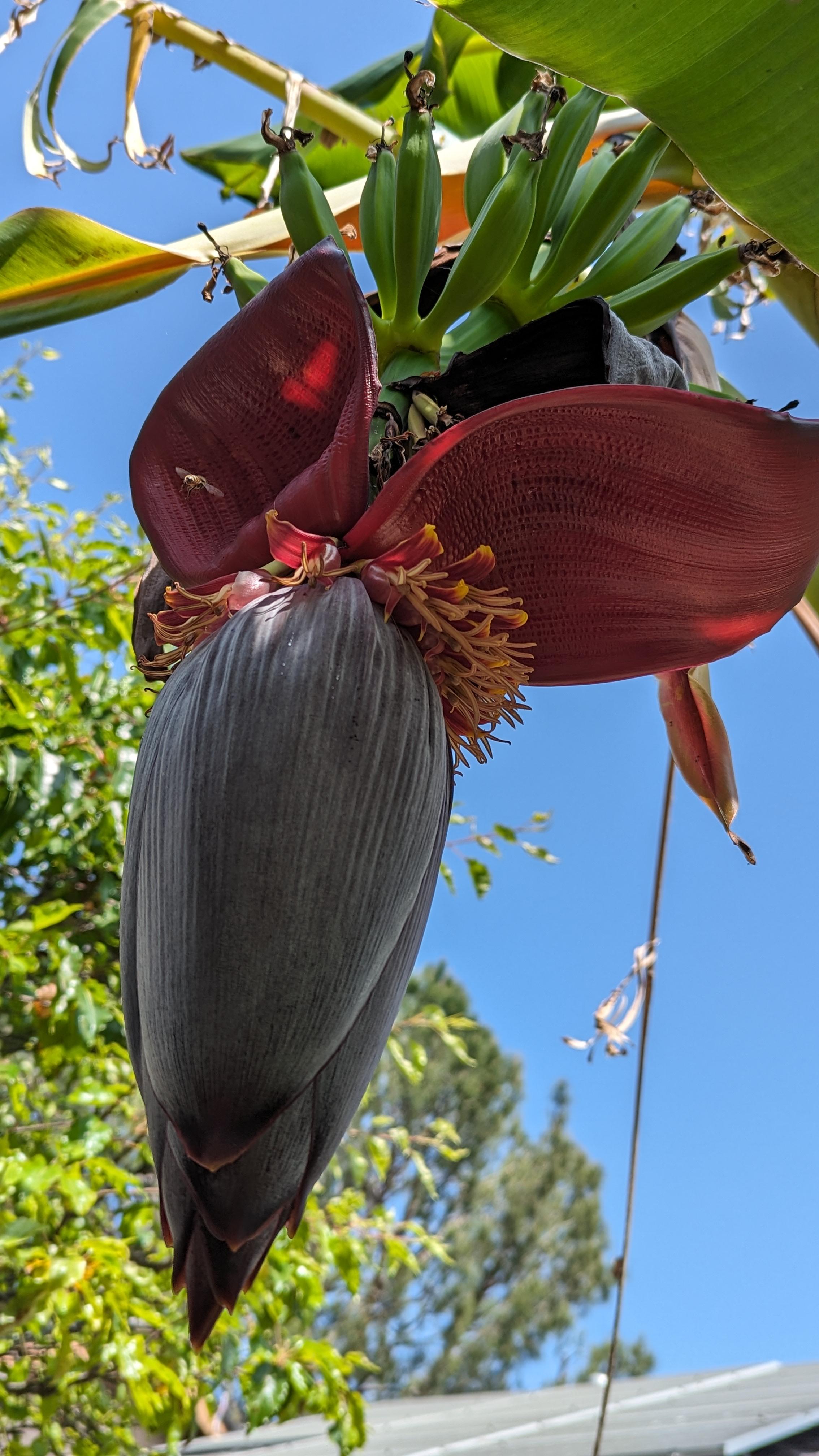 Musa acuminata \ Banana flower [OC] r/BotanicalPorn