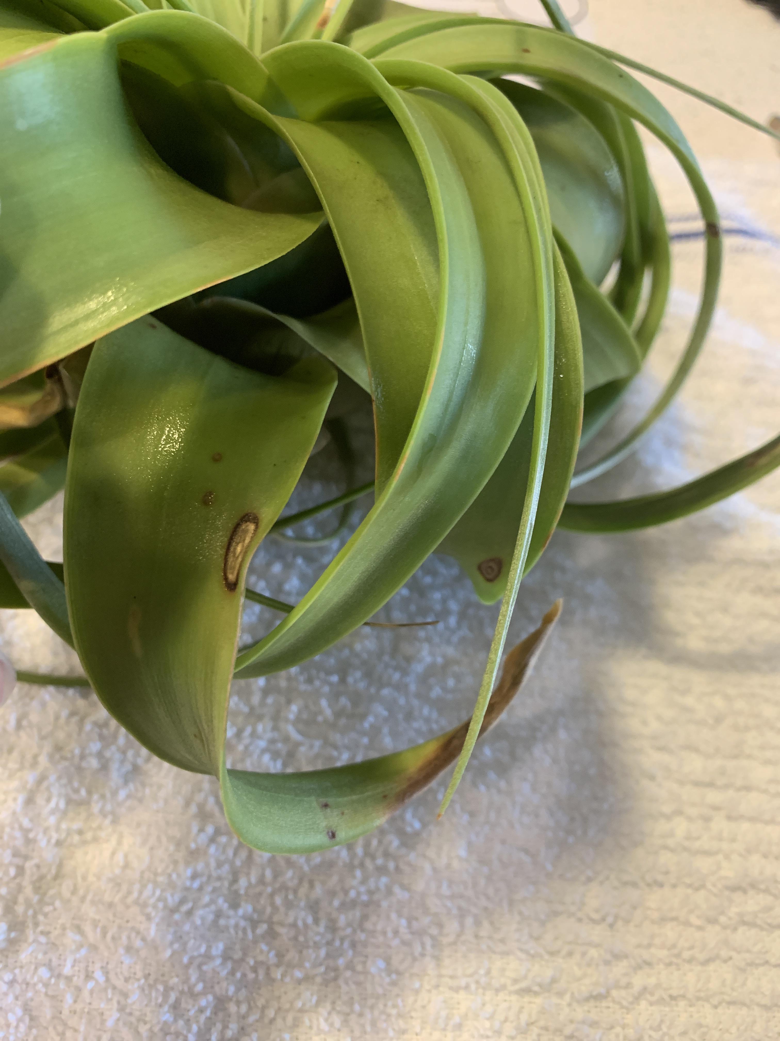 Moved to a new area that has hard water tap, is it killing my plants